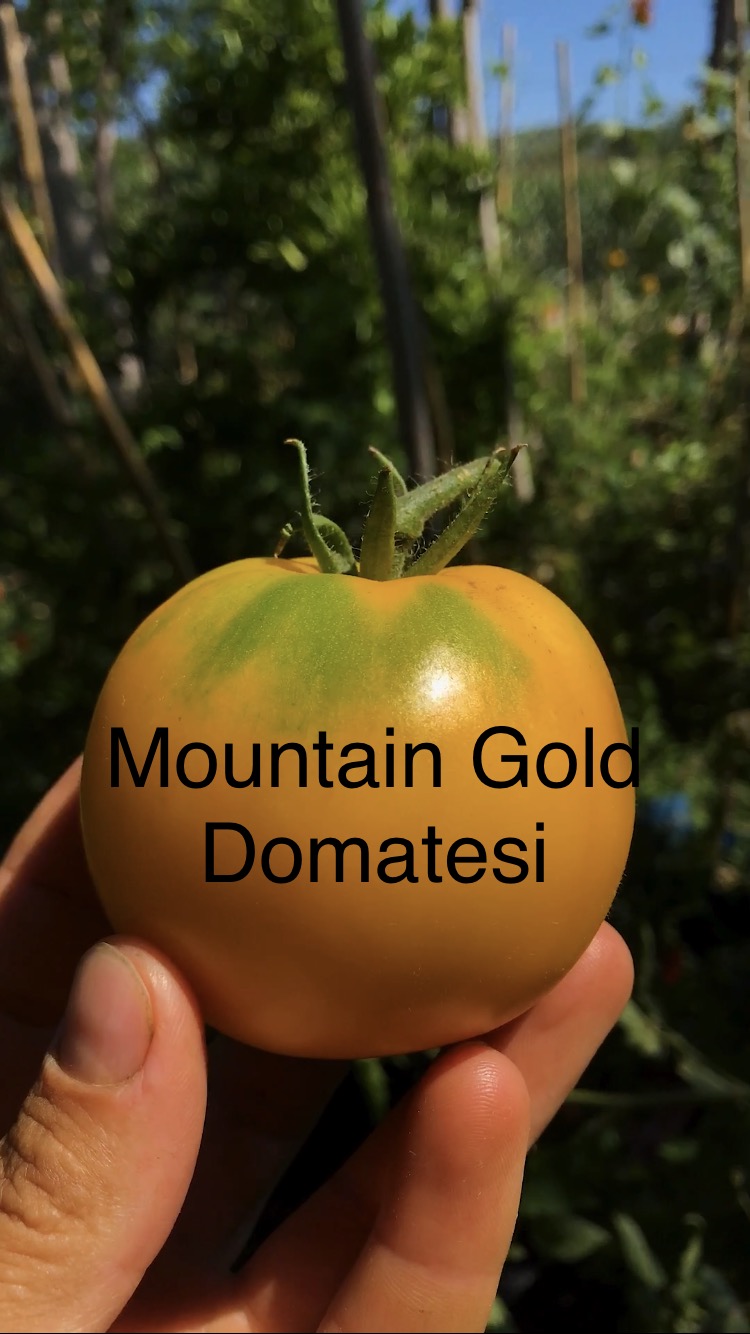 Montain gold domatesi