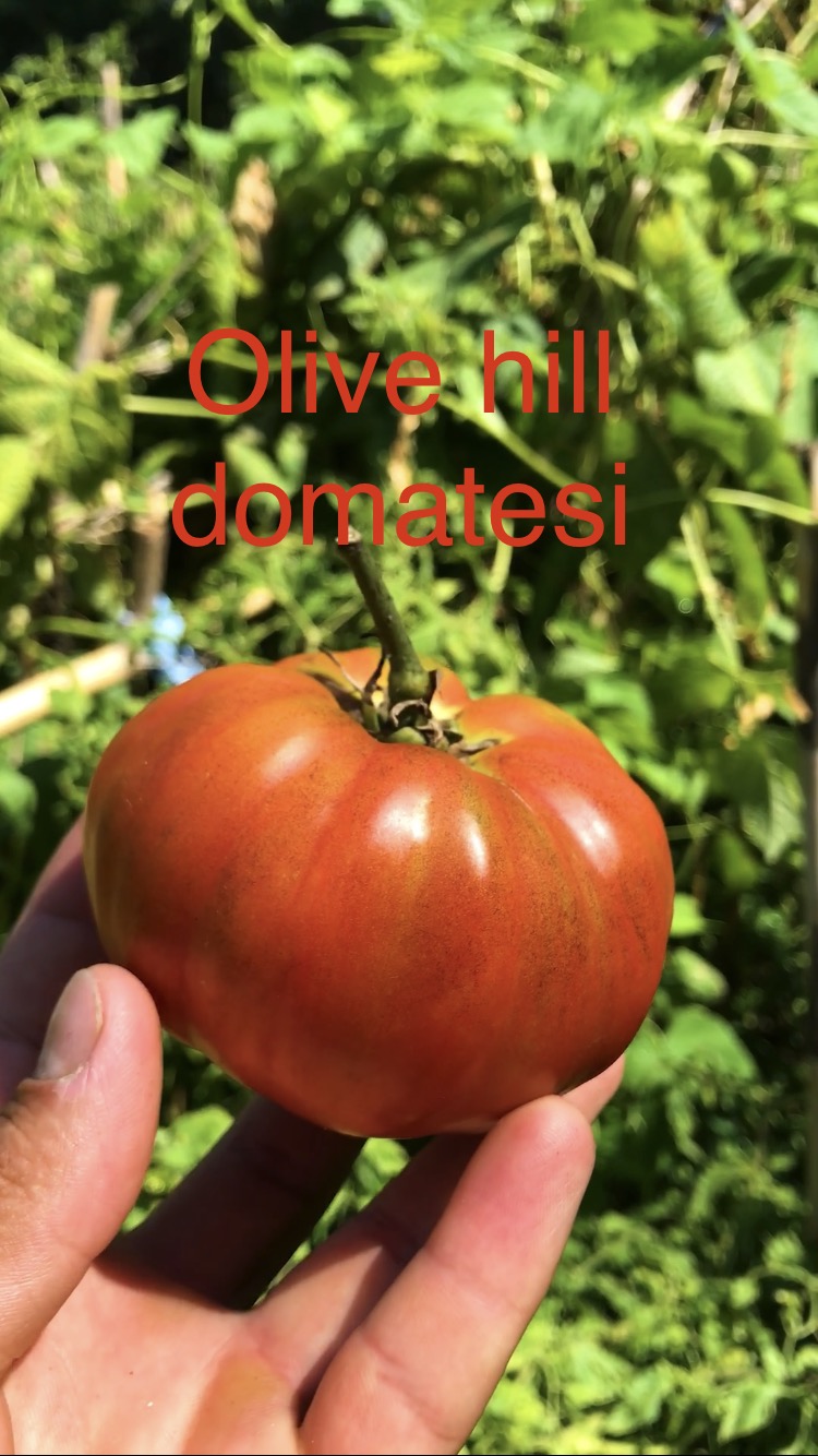 OLİVE HİLLL DOMATESİ 