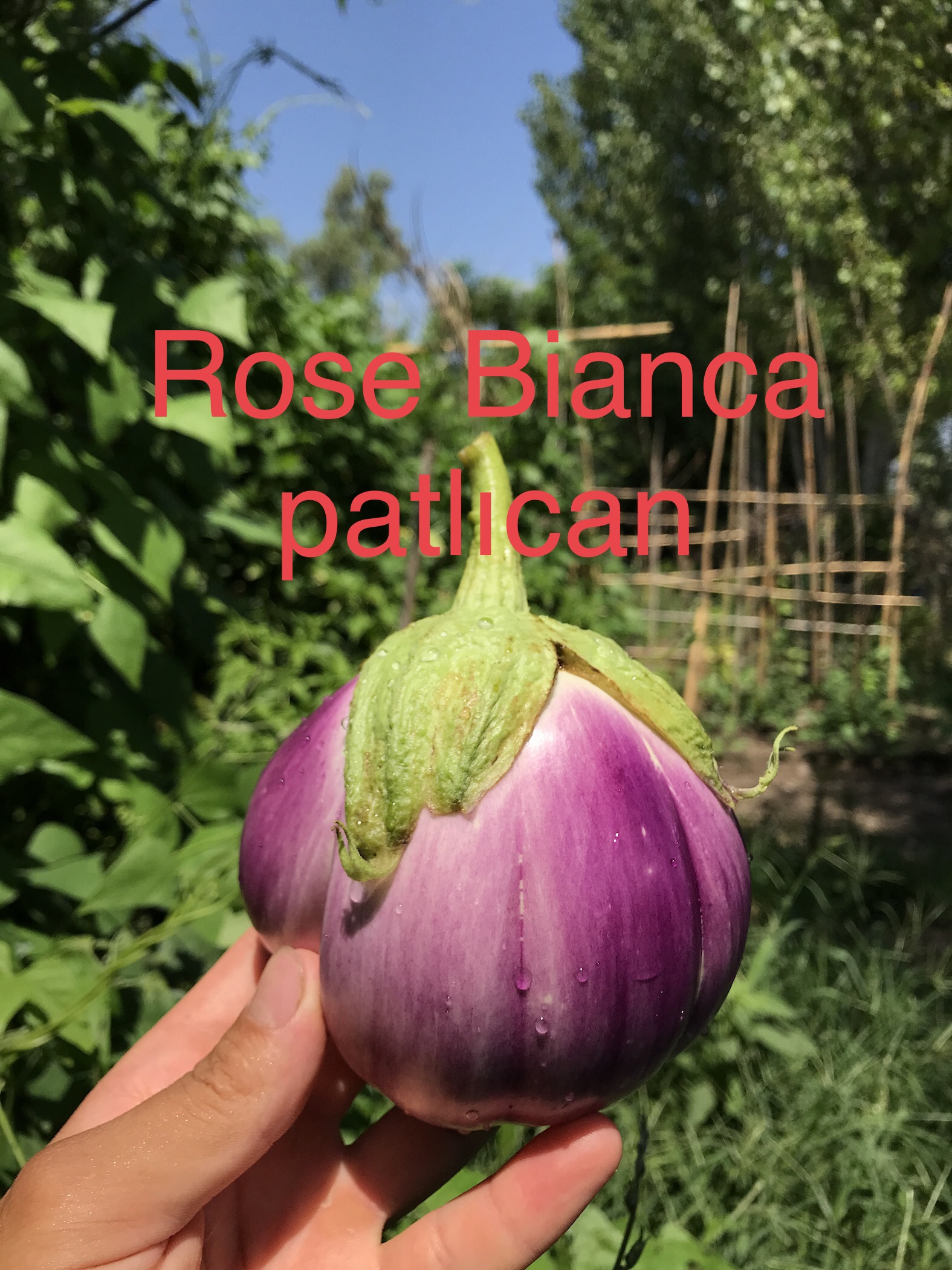 ROSE BİANCA PATLICAN