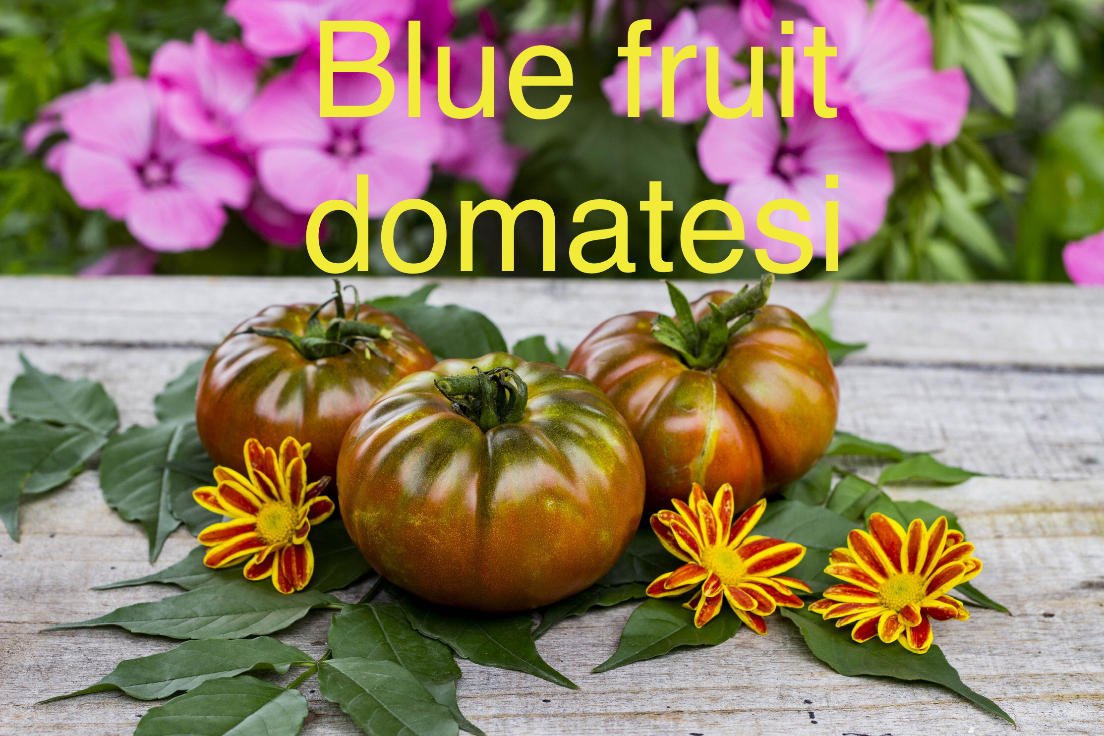BLUE FRUİT  Domatesi 