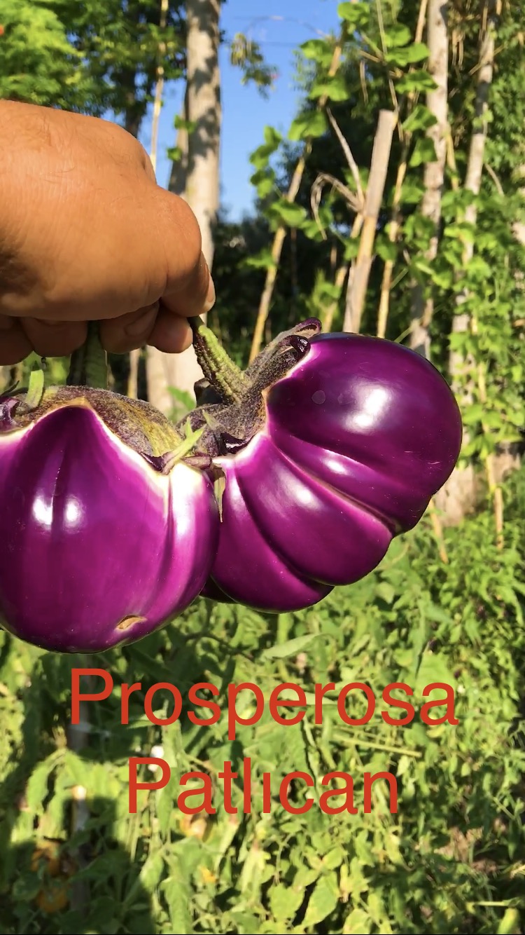 Prosperosa patlıcan