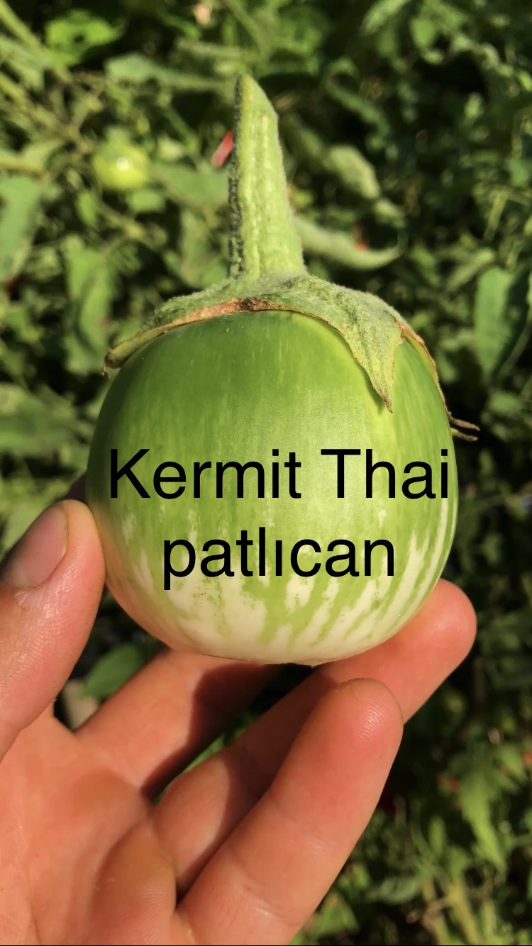 Kermit thai patlıcan