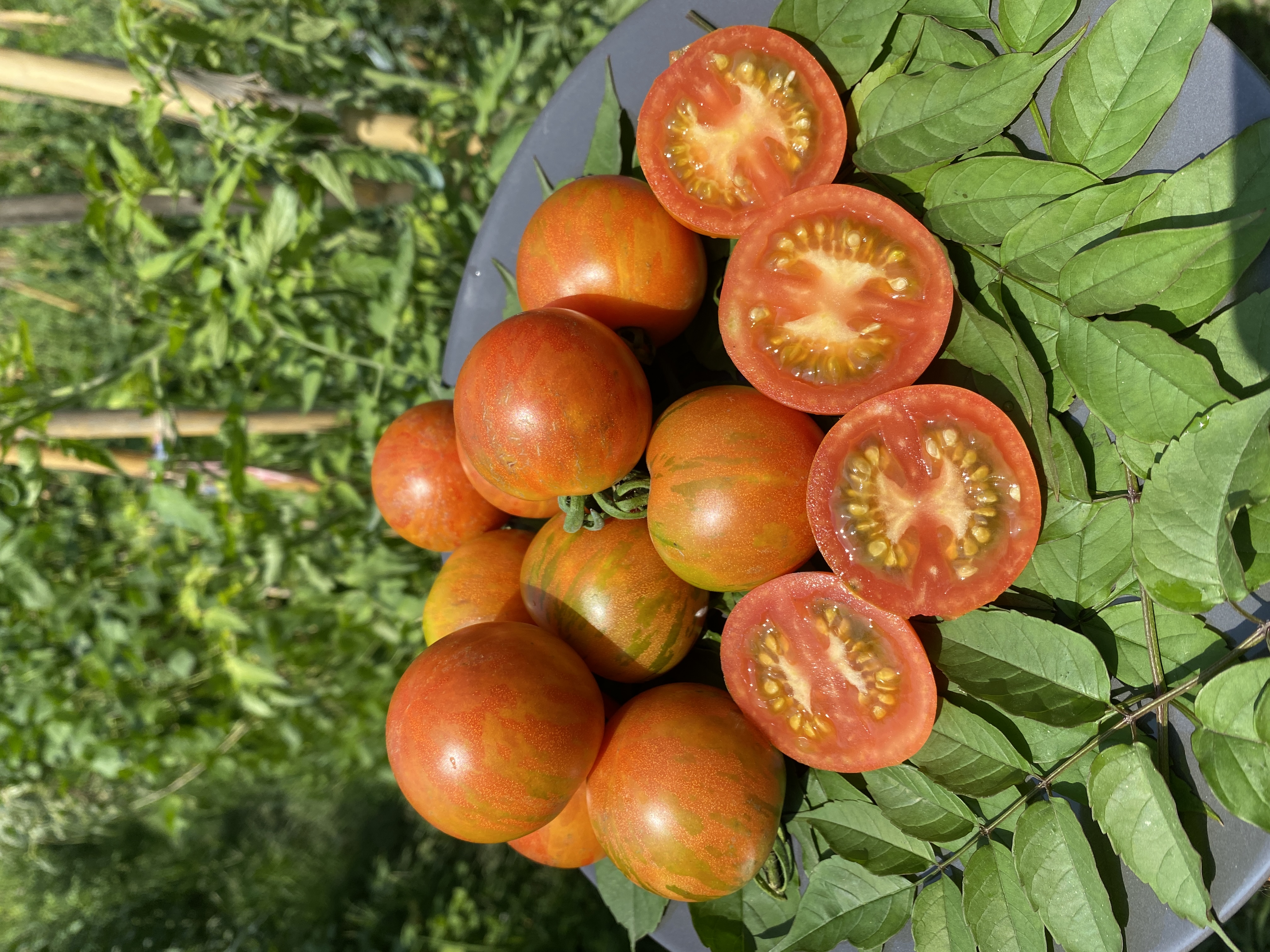 Tigirella domatesi