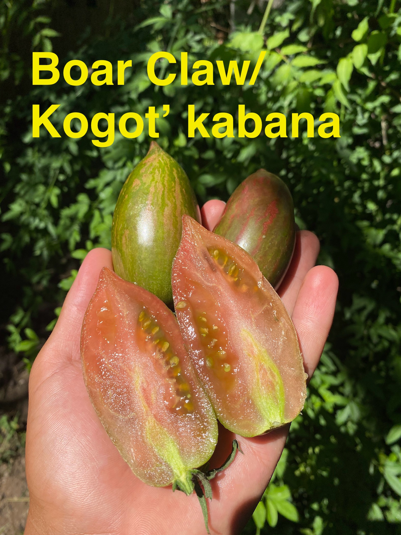 Boar claw  koğot  kabana domatesi 
