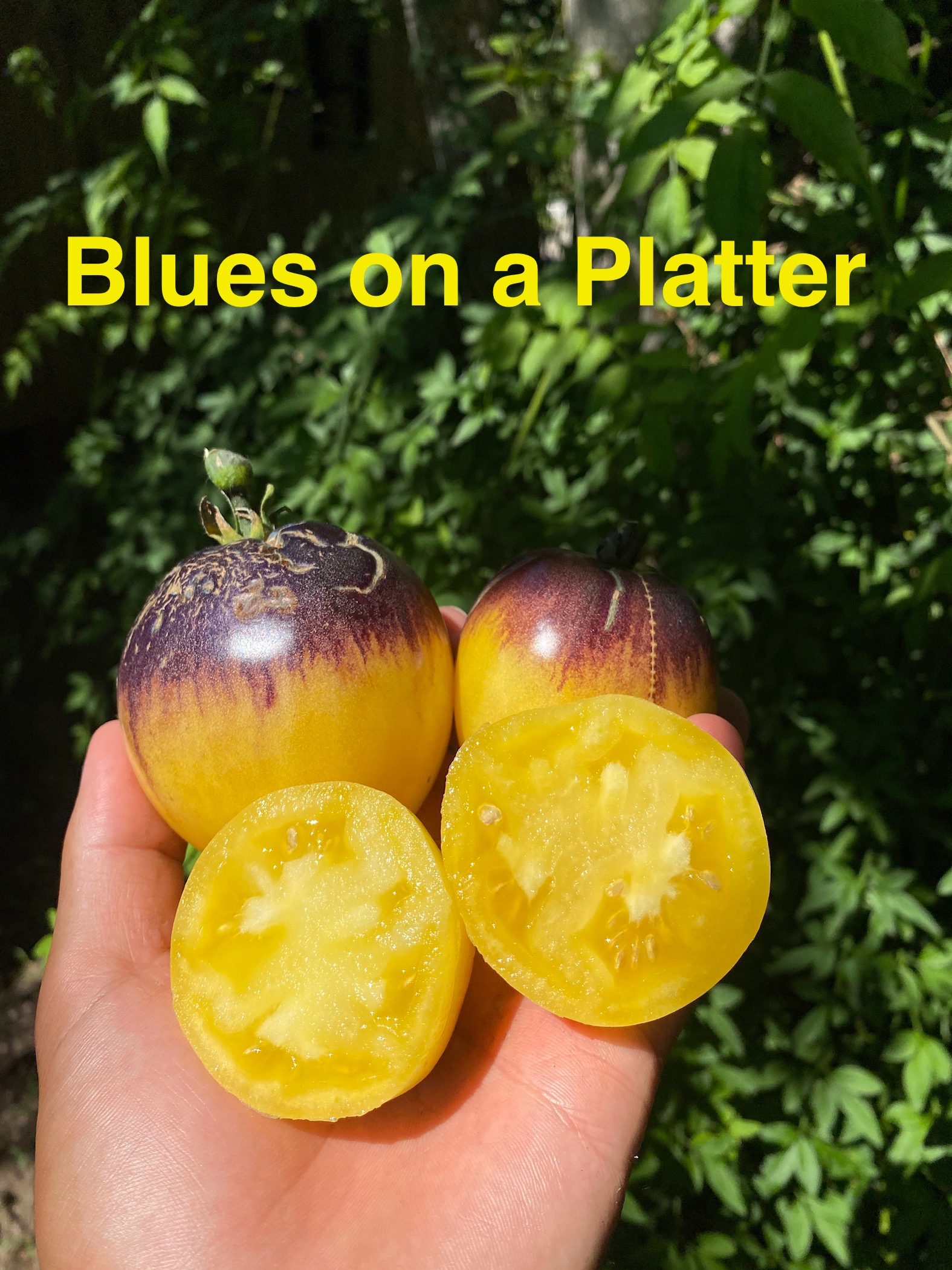 Blues on a platter  domatesi.