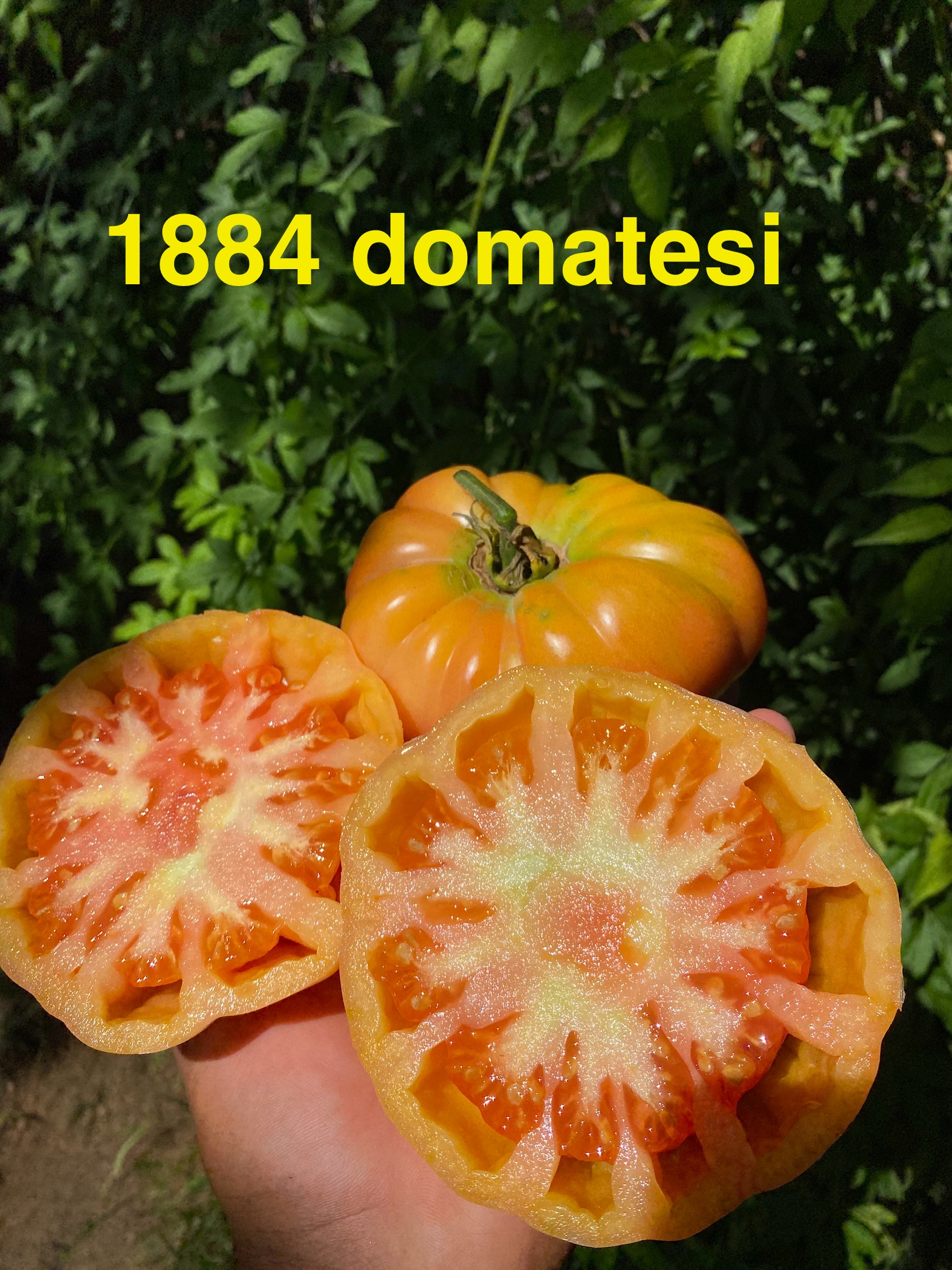 1884 domatesi 