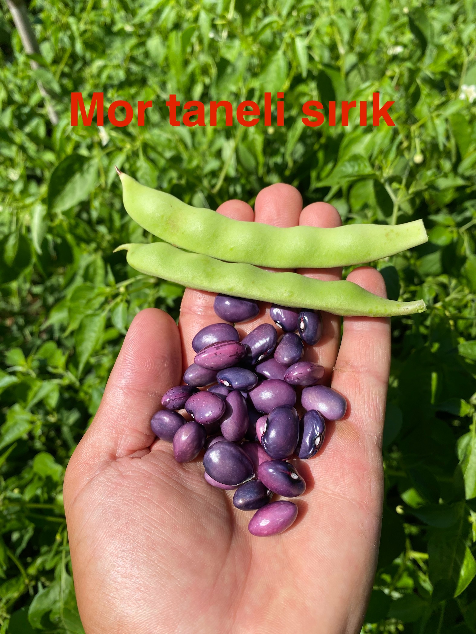 Mor taneli sırık fasulye 