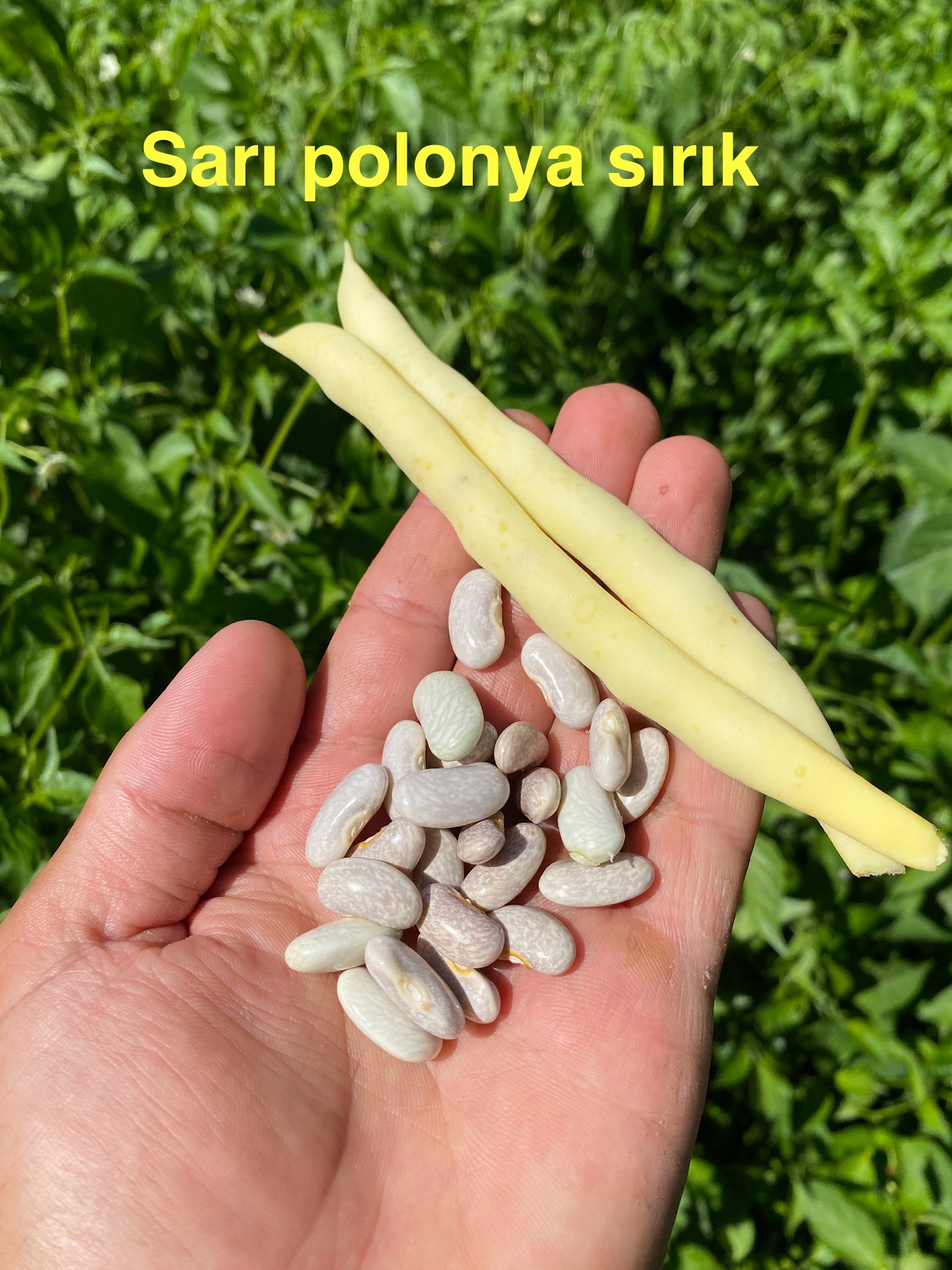 Sarı polonya sırık fasulye