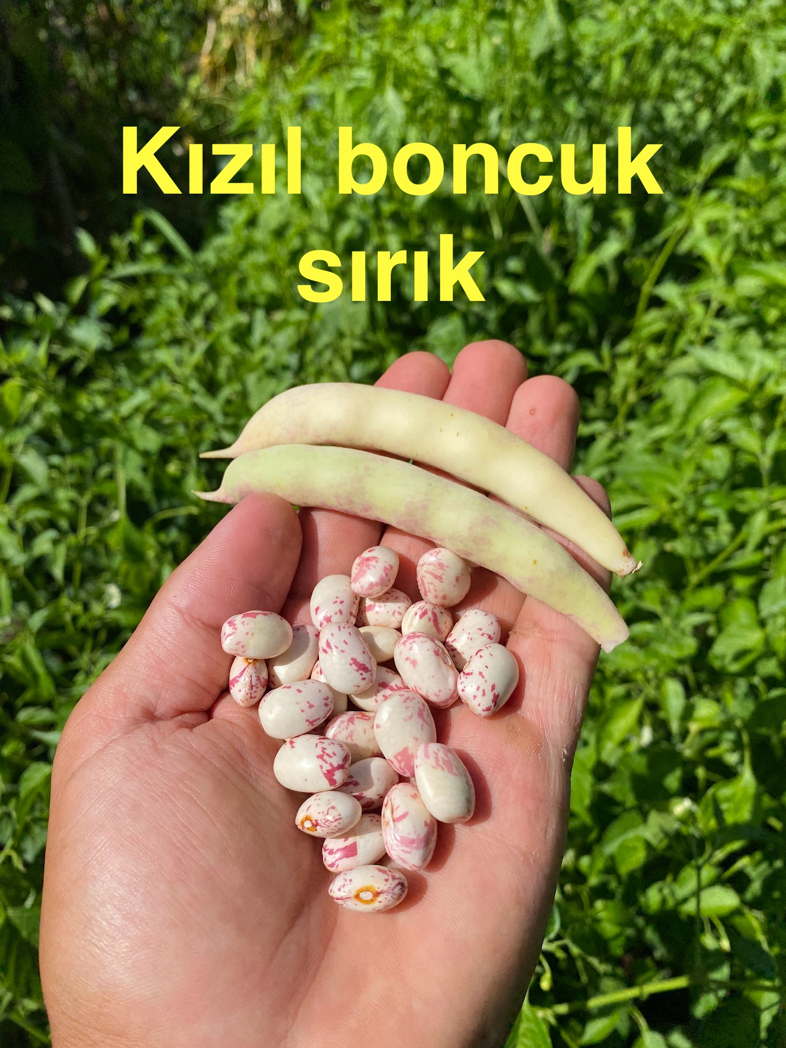 Kızıl boncuk sırık fasulye