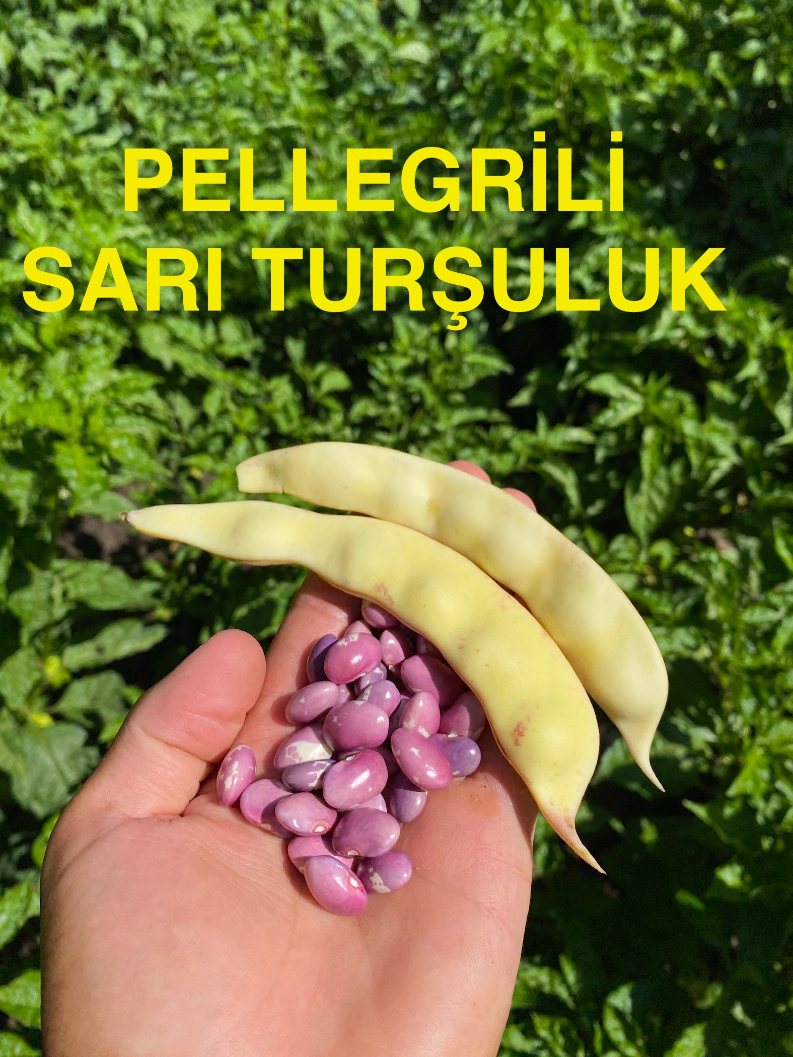 PELLEGRİLİ SARI SIRIK TURŞULUK