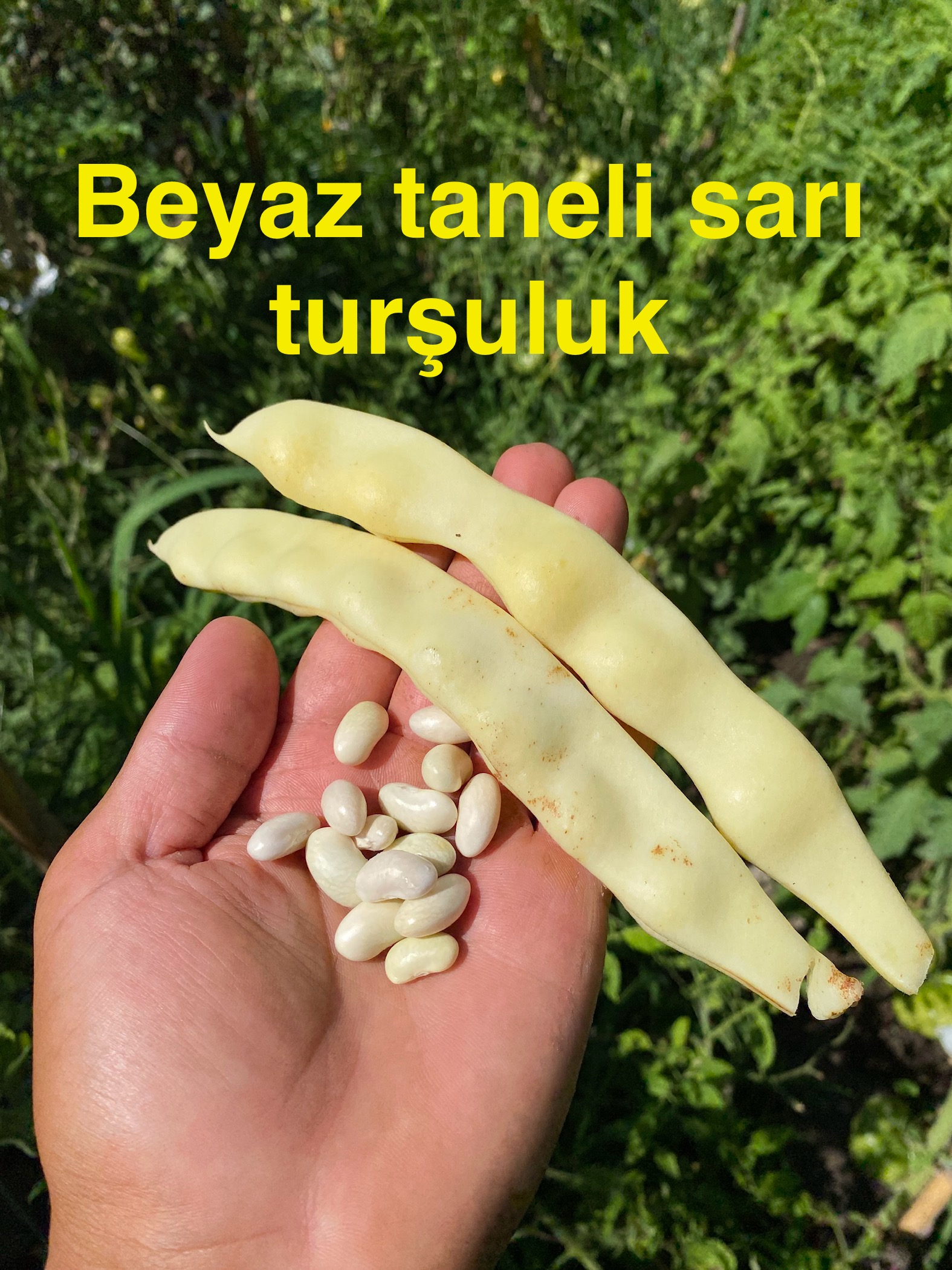Beyaz taneli sarı sırık turşuluk