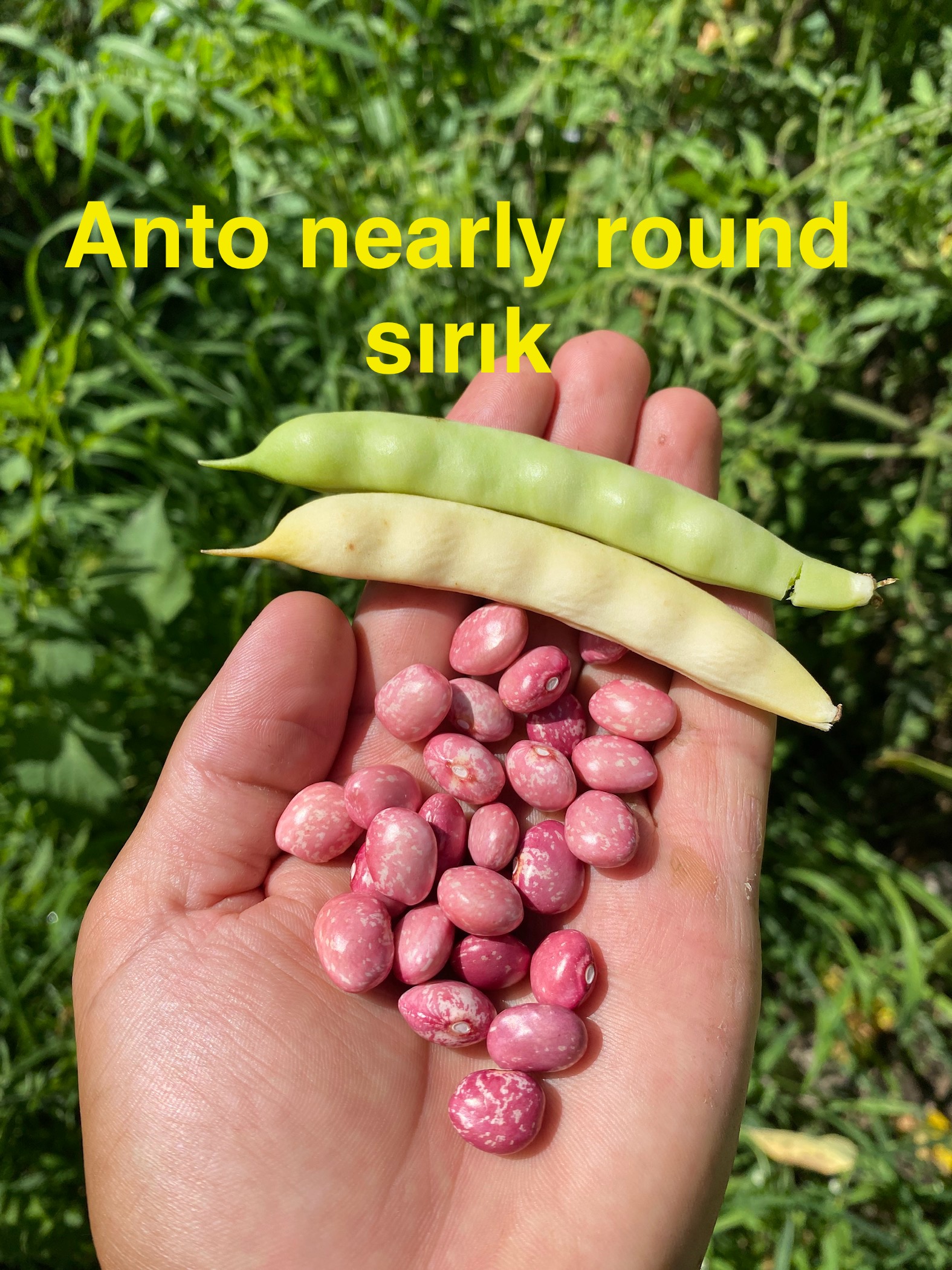 Antho nearly round sırık fasulye