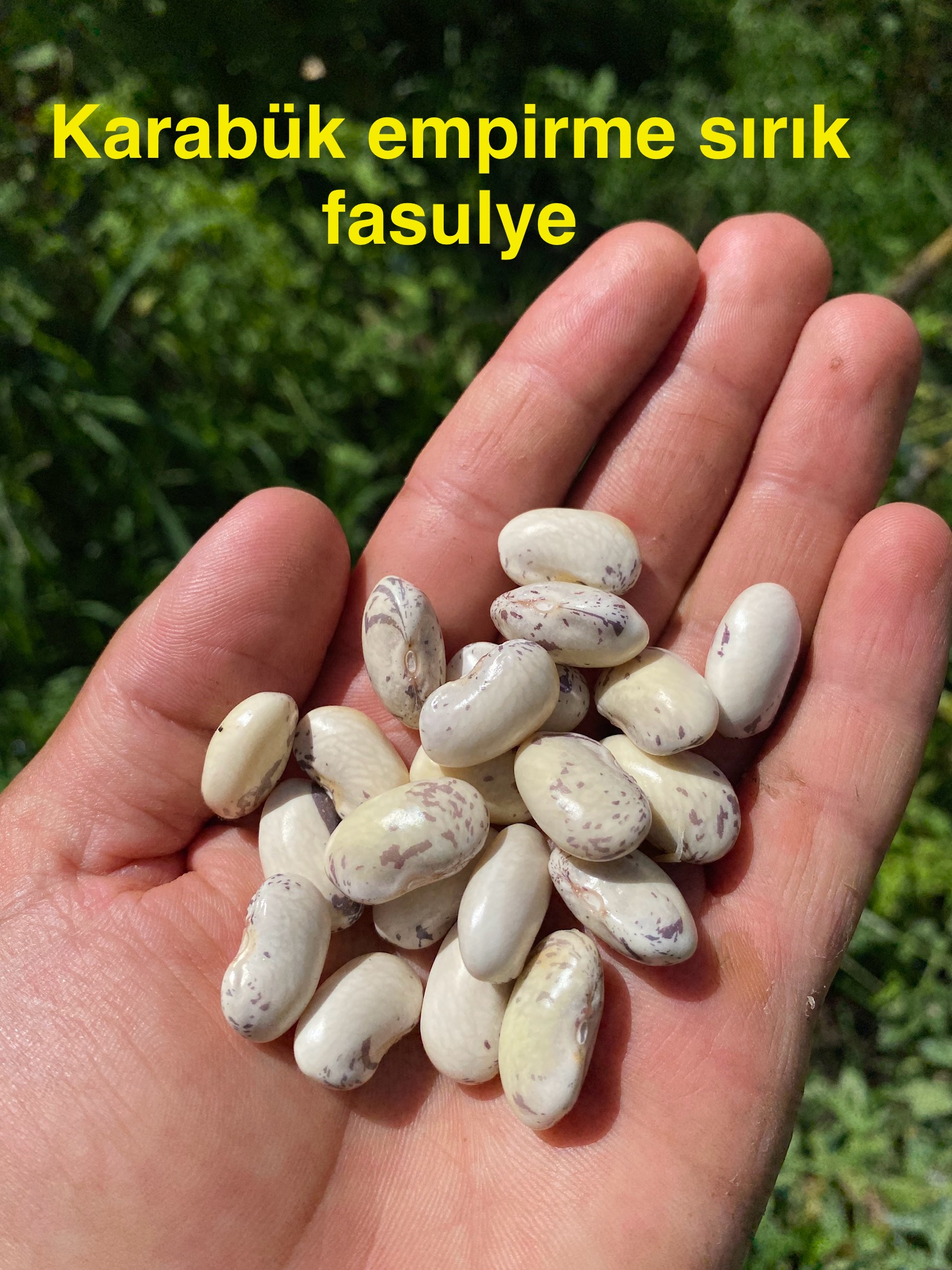 Karabük empirme sırık fasulye 