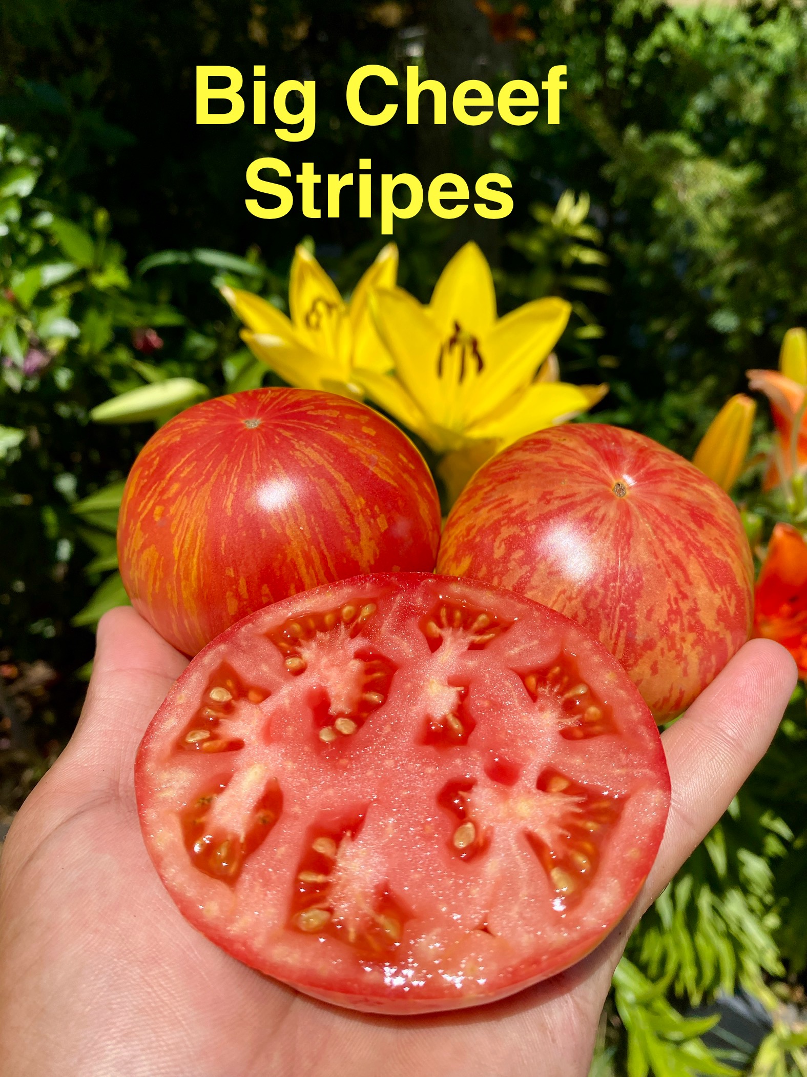 Big cheef stripes domatesi 