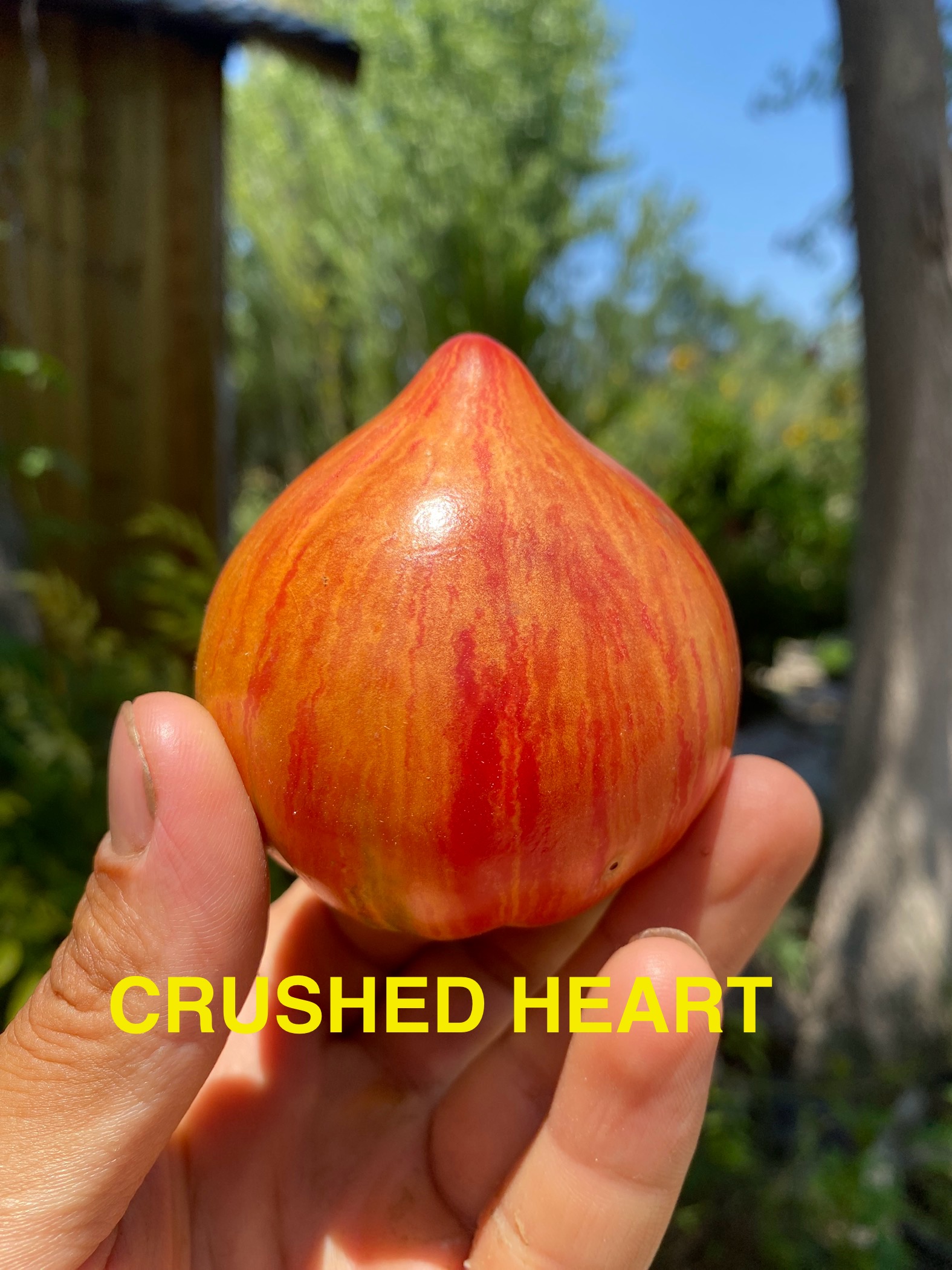 Crushed heart domatesi