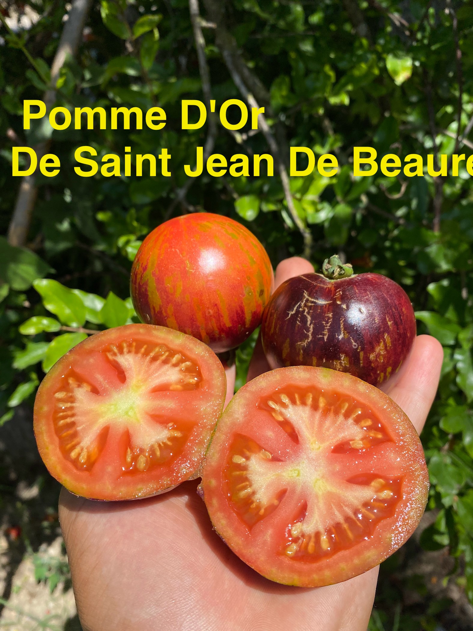 Pomme dor de sait jean de domatesi