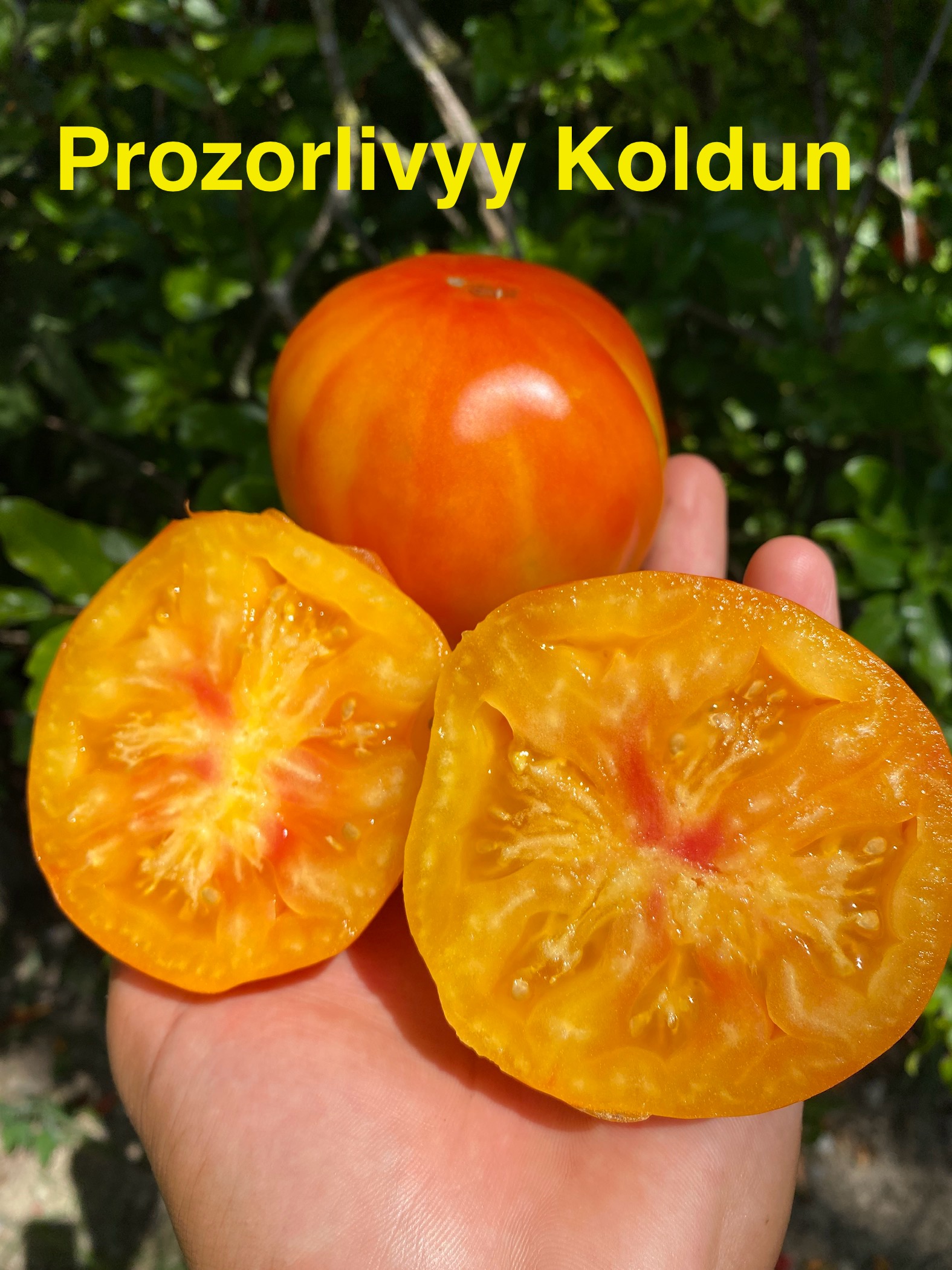 Prozorlivyy koldun domatesi 