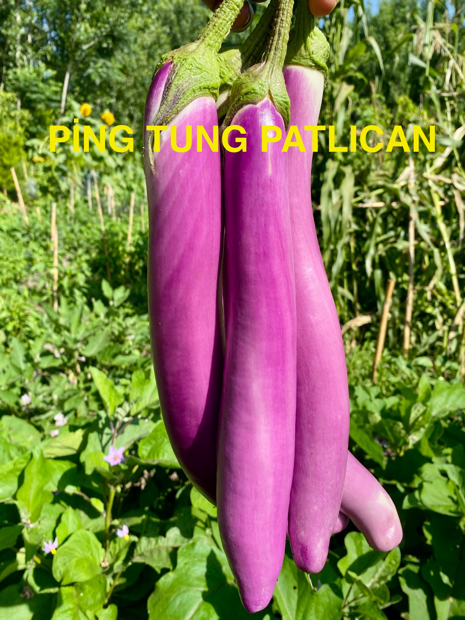 Ping tung patlıcan