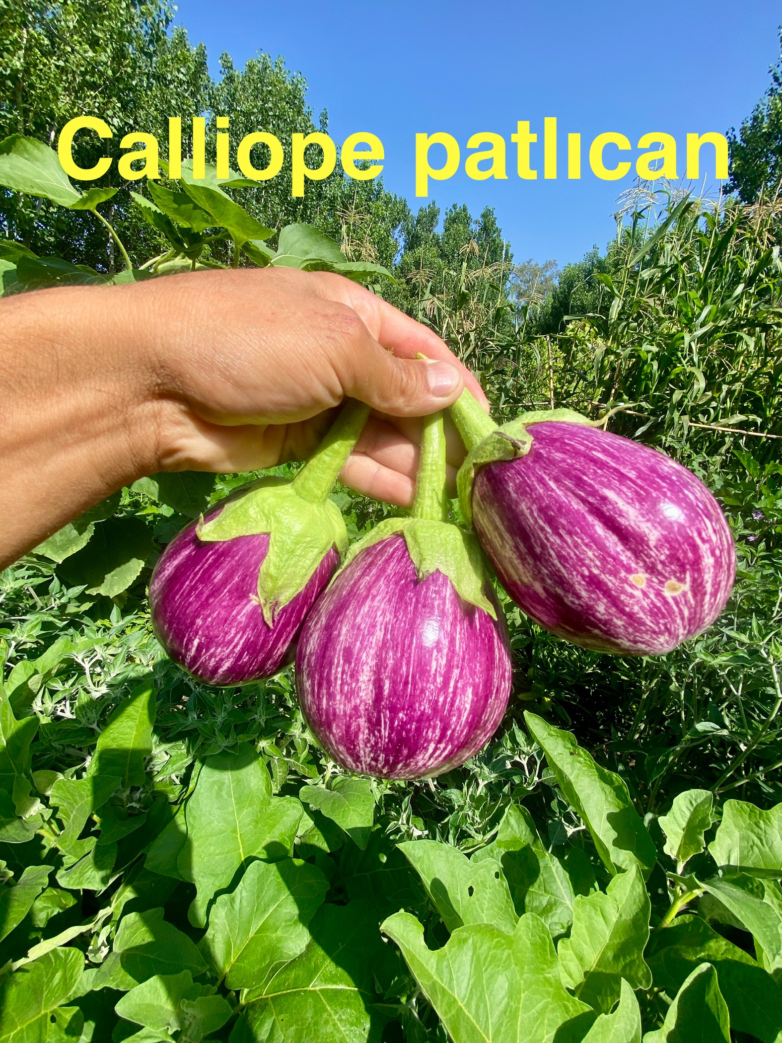 Calliope patlıcan