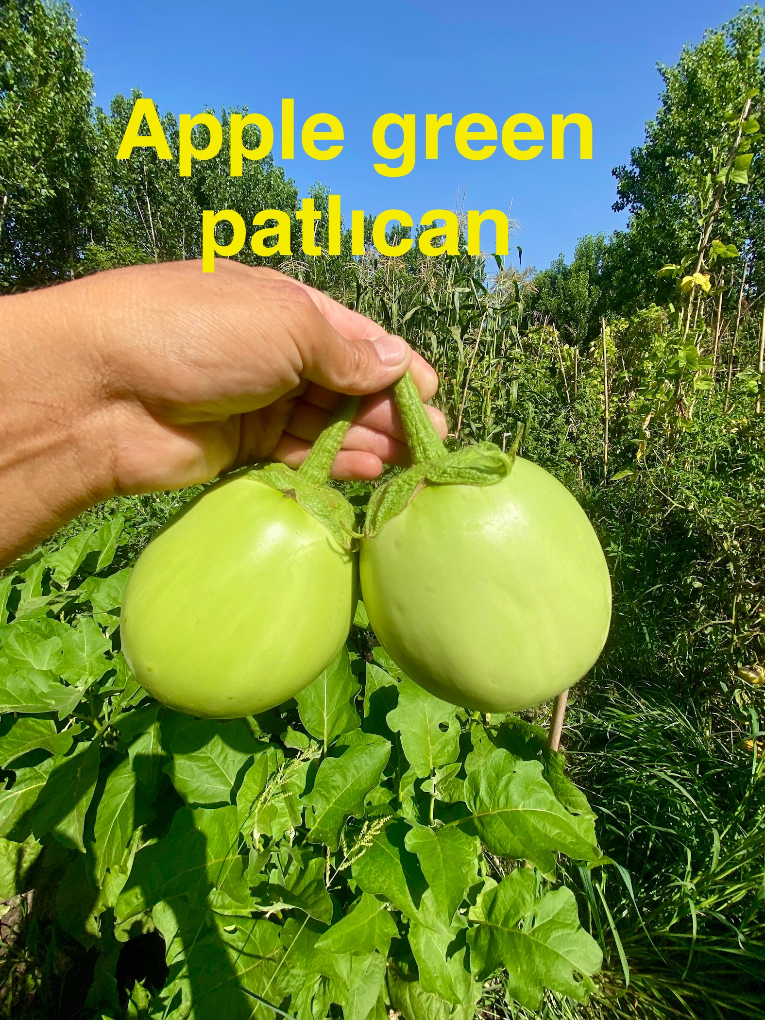 Apple green patlıcan