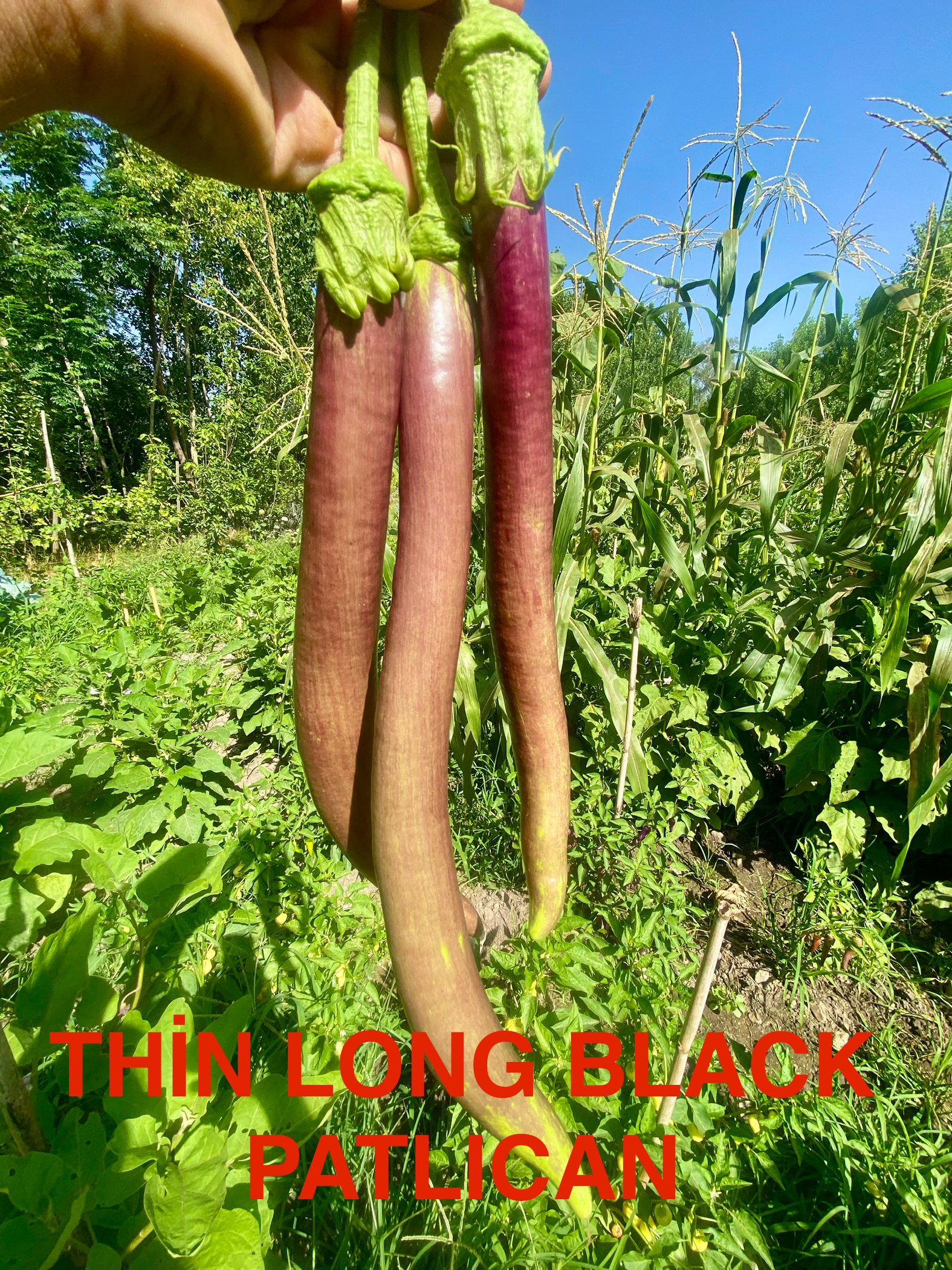 Thin long black patlıcan