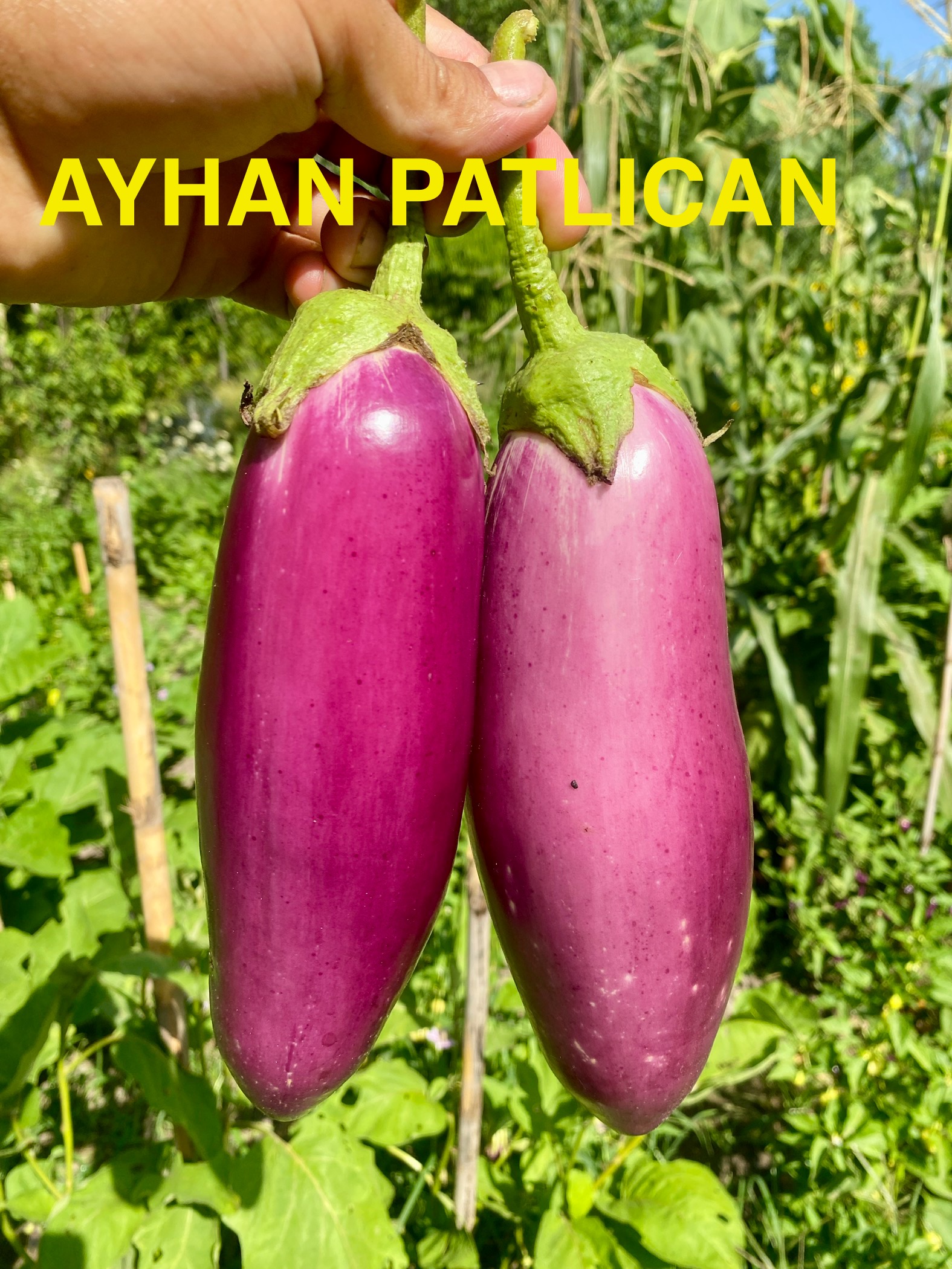 Ayhan patlıcan