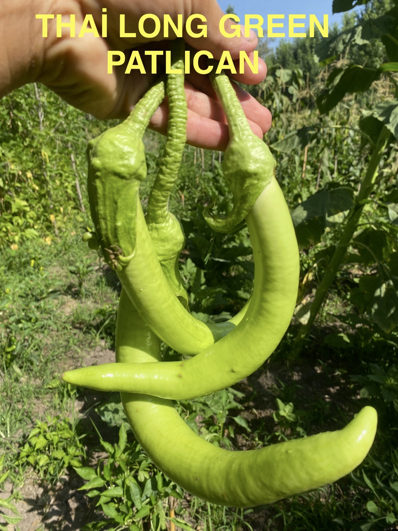 Thai long green patlıcan