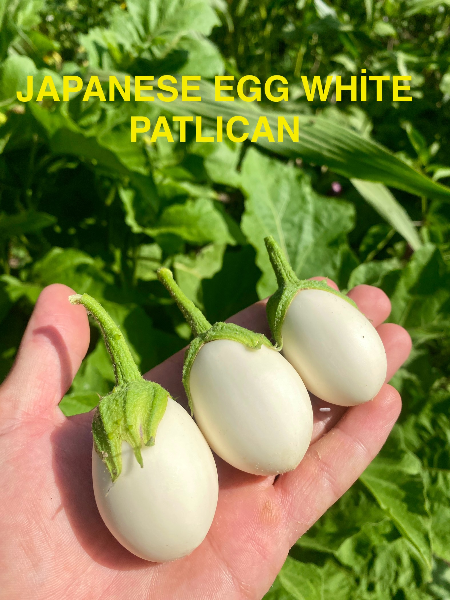 Japanese egg white patlıcan