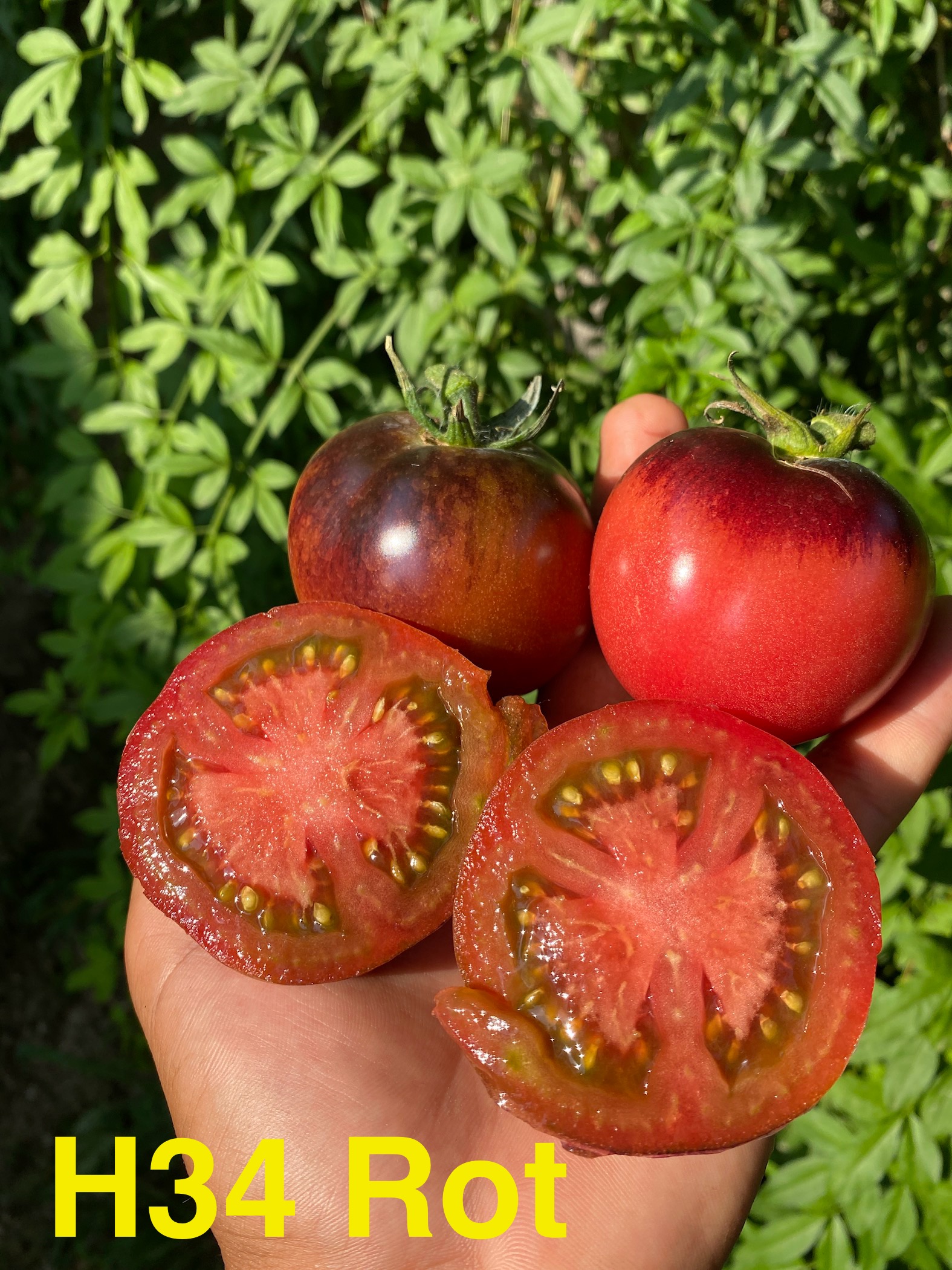 H34 ROT PİNK DOMATESİ 