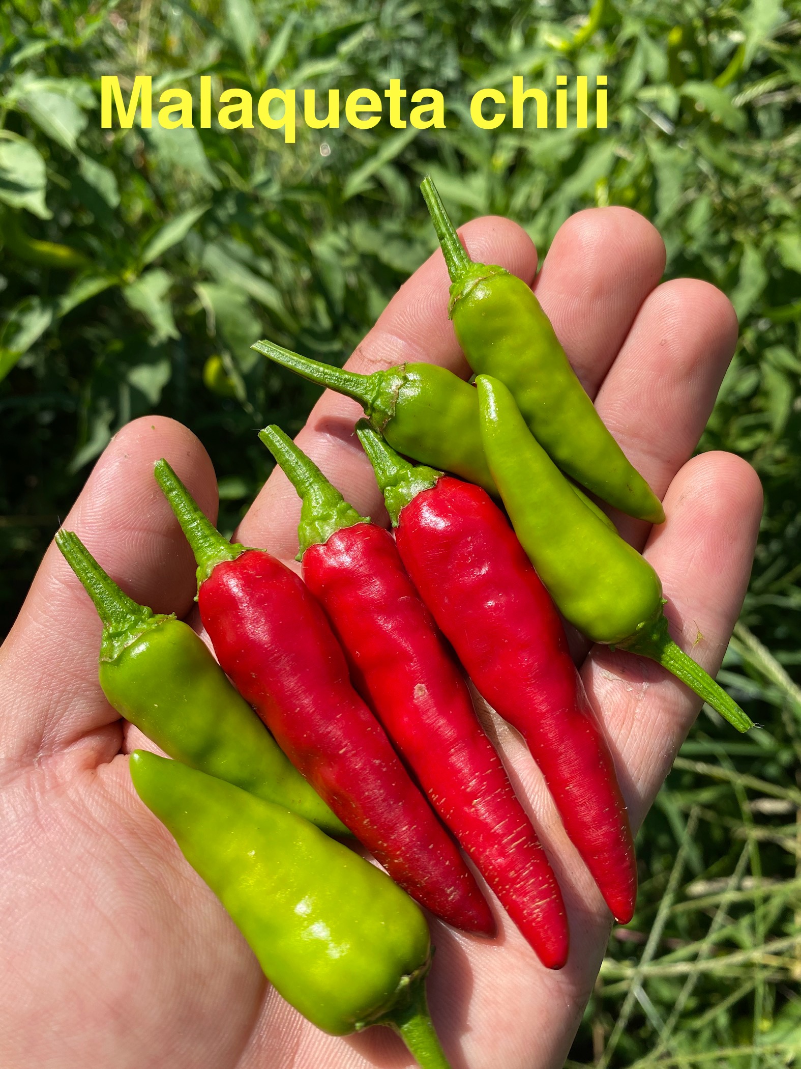 MALAQUETA CHİLİ BİBER