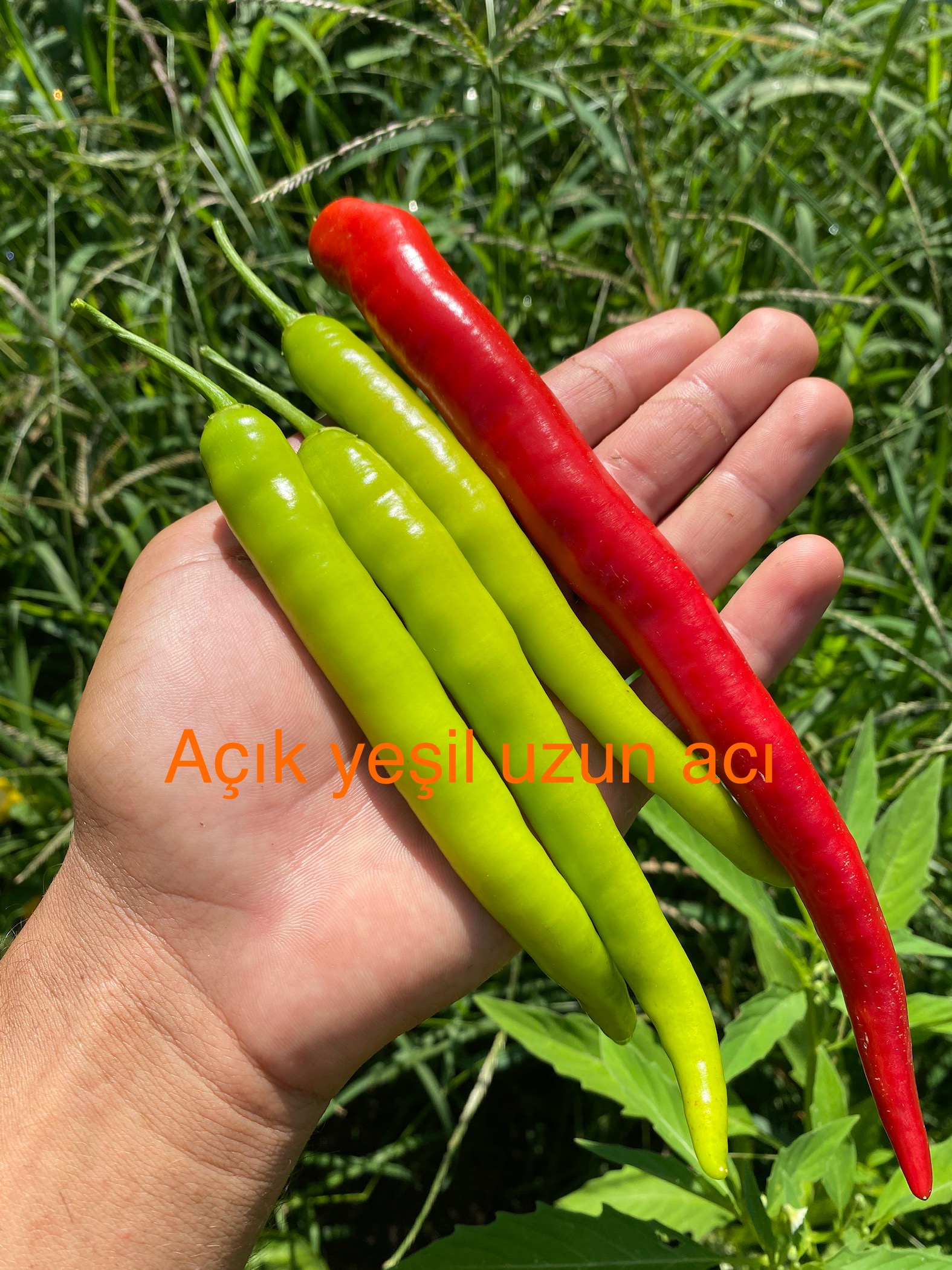 Açık yeşil uzun acı 