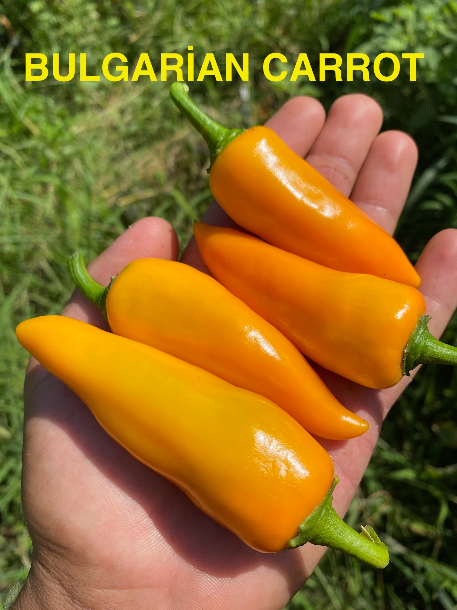 Bulgarian carrot biberi 