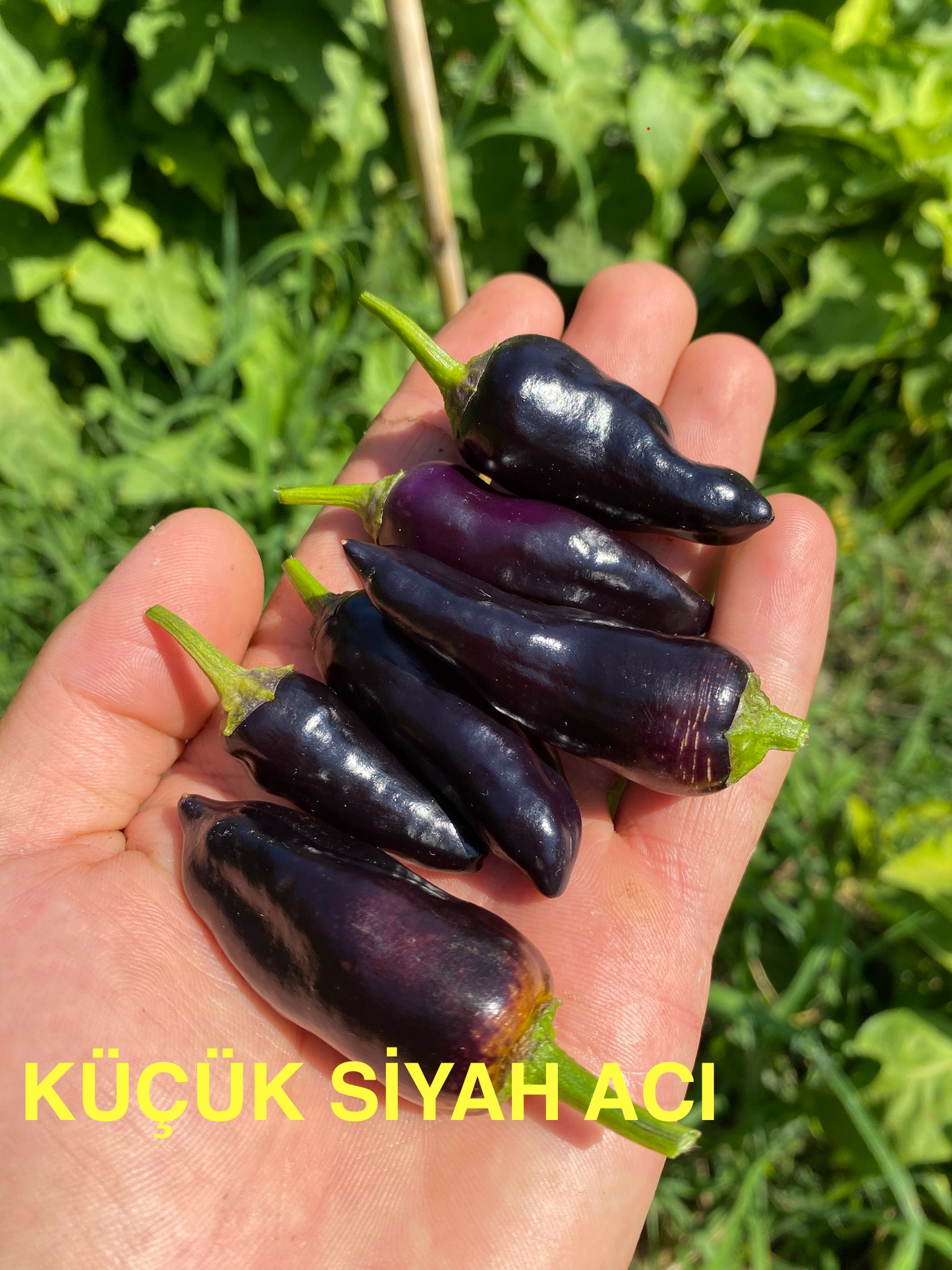 KÜÇÜK SİYAH ACI BİBER 