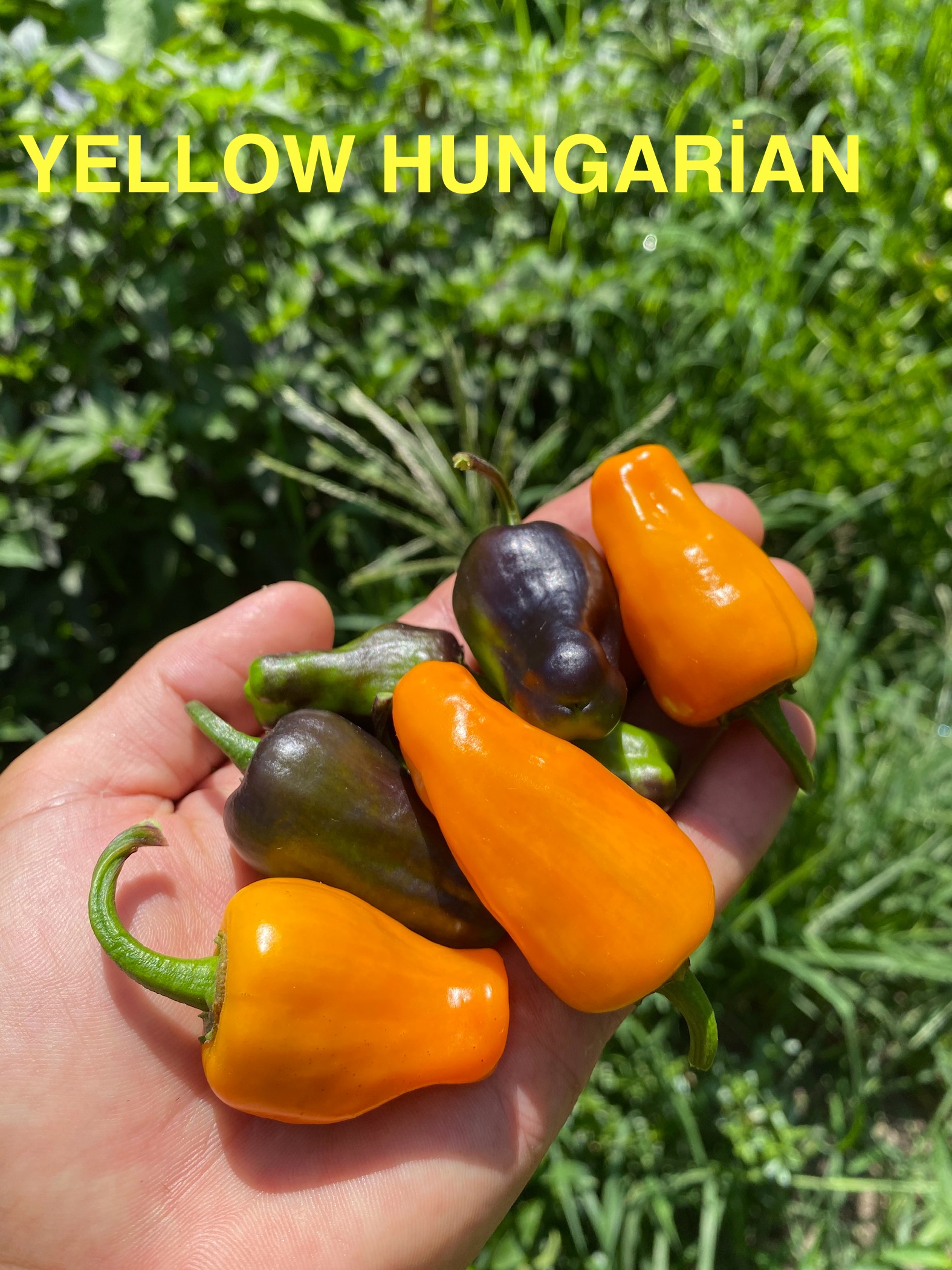 Yellow hungarian chili biber 