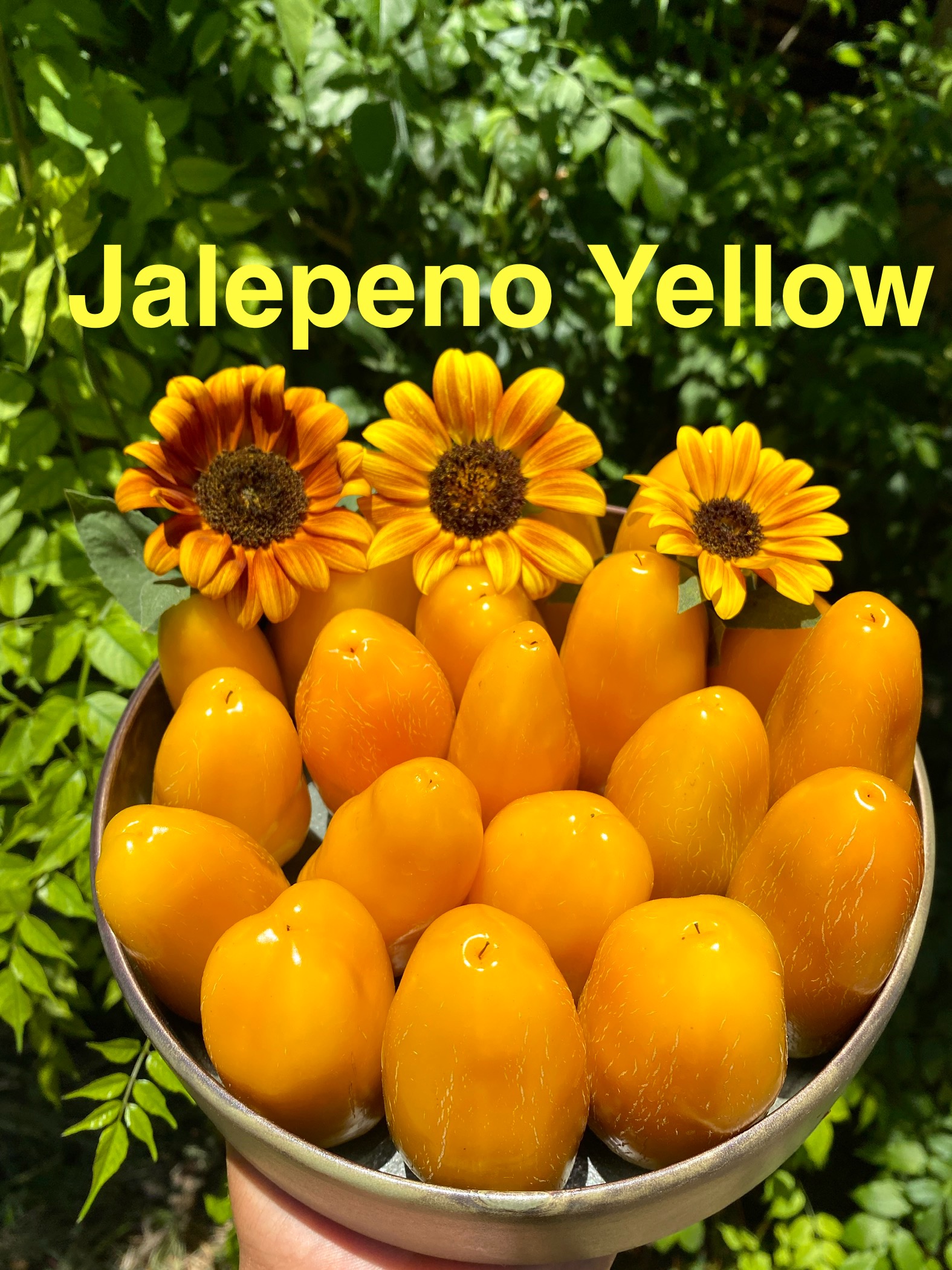JALEPENO YELLOW BİBER 