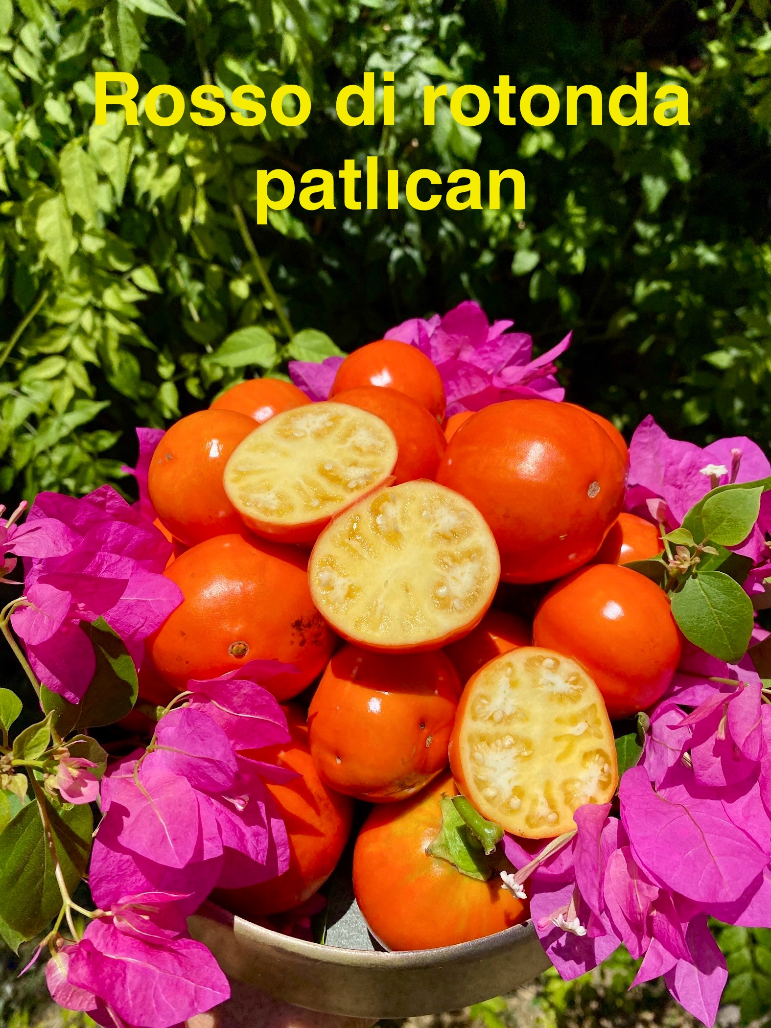 ROSSO Dİ ROTONDA PATLICAN