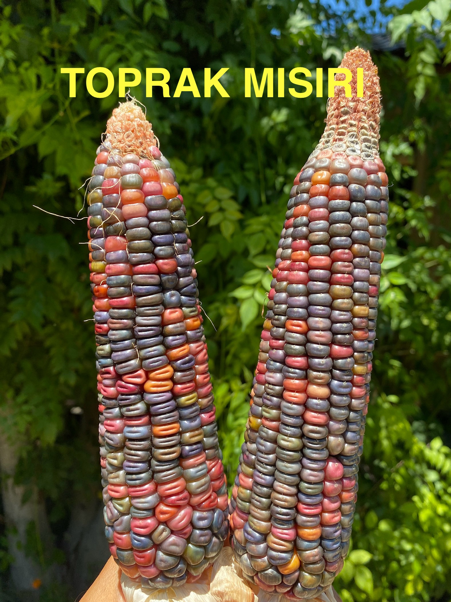 Toprak mısırı