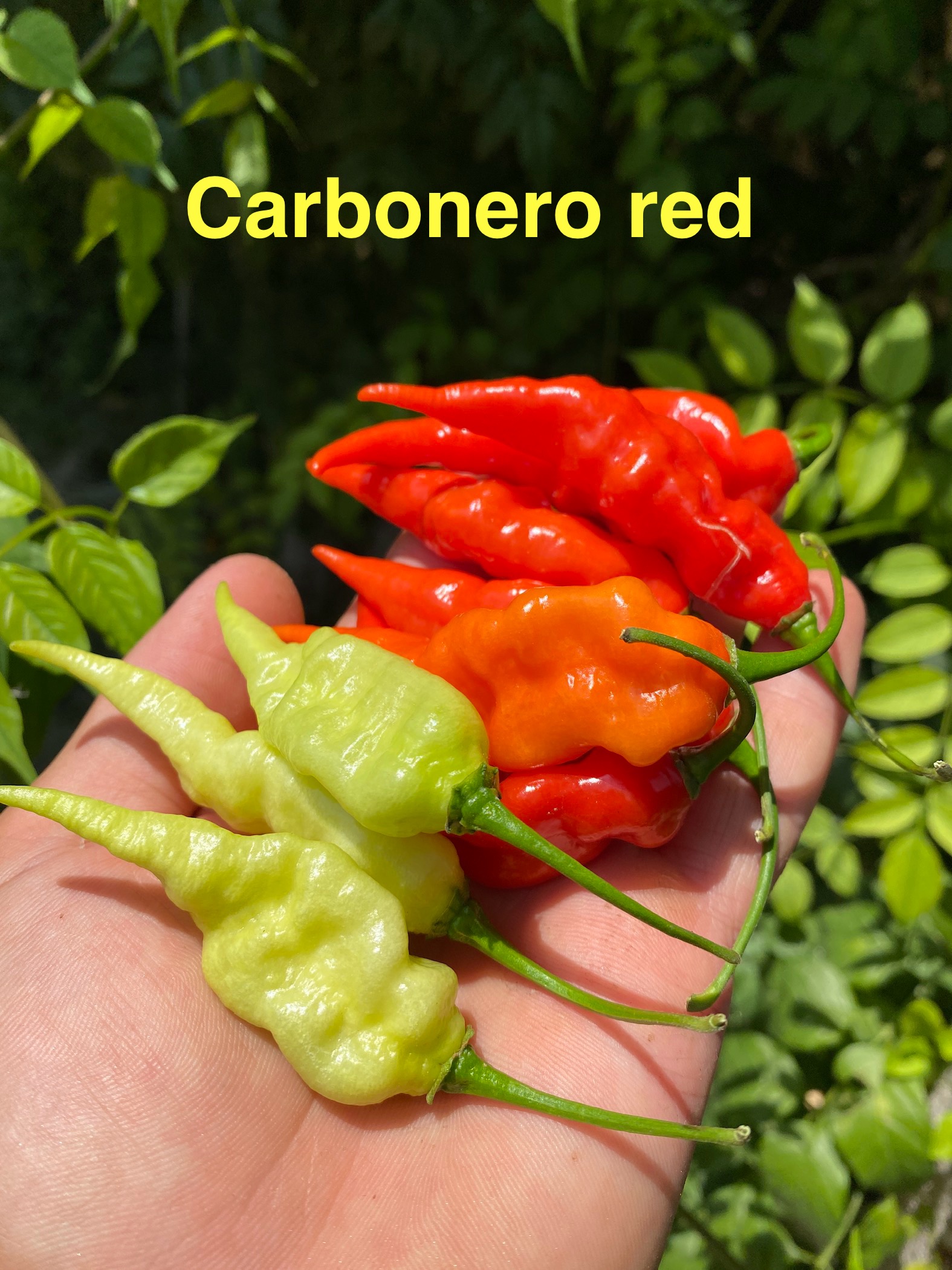 CARBONERO RED BİBER 