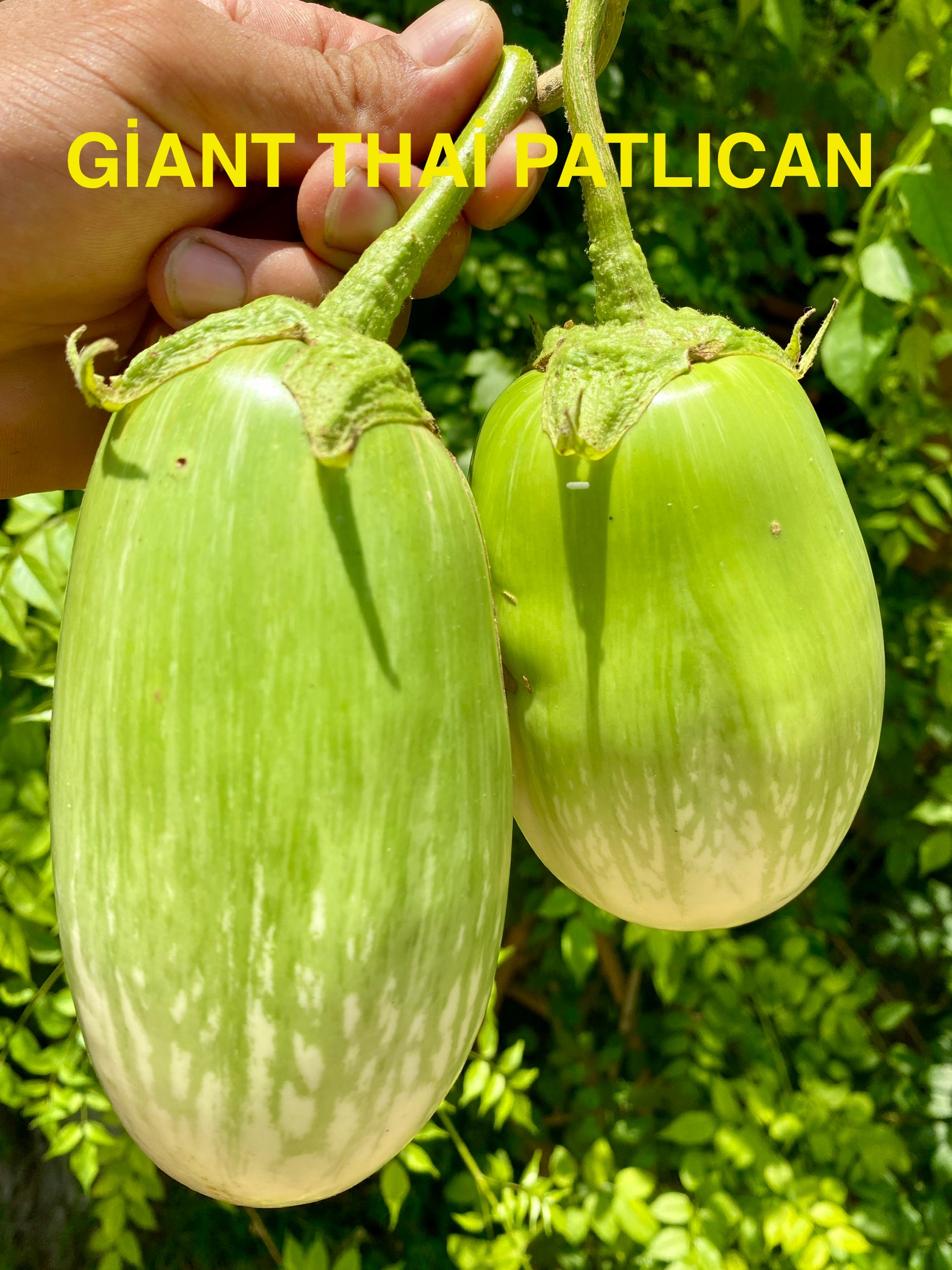 Giant thai patlıcan