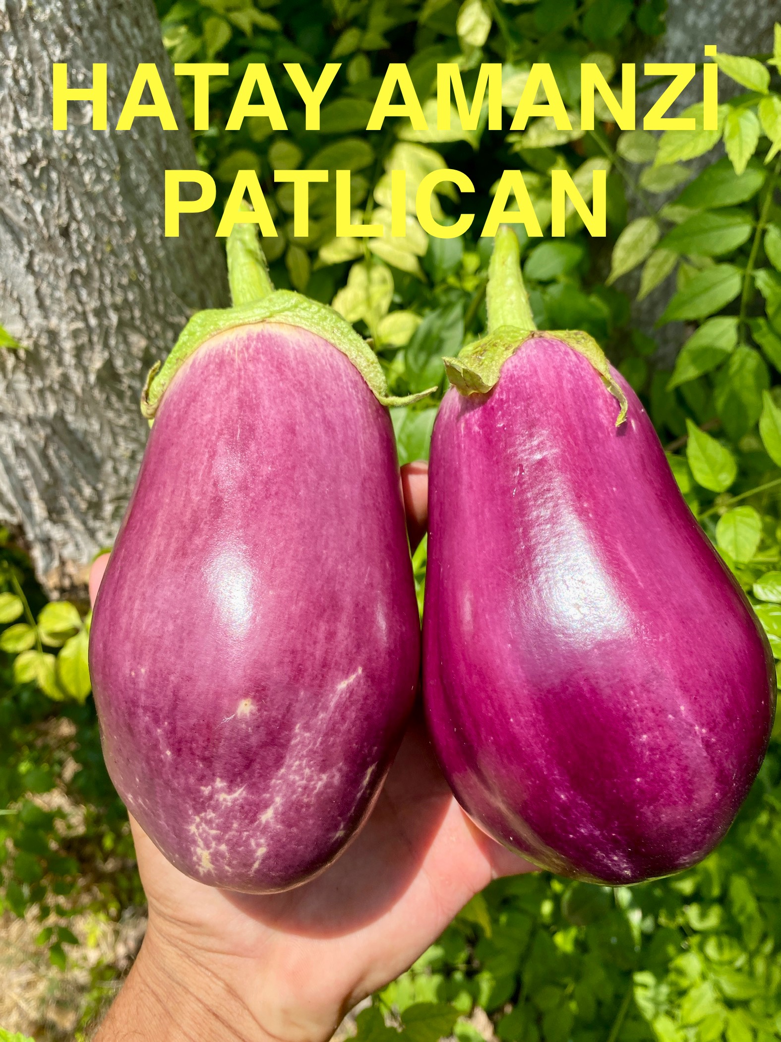Hatay amanzi patlıcan