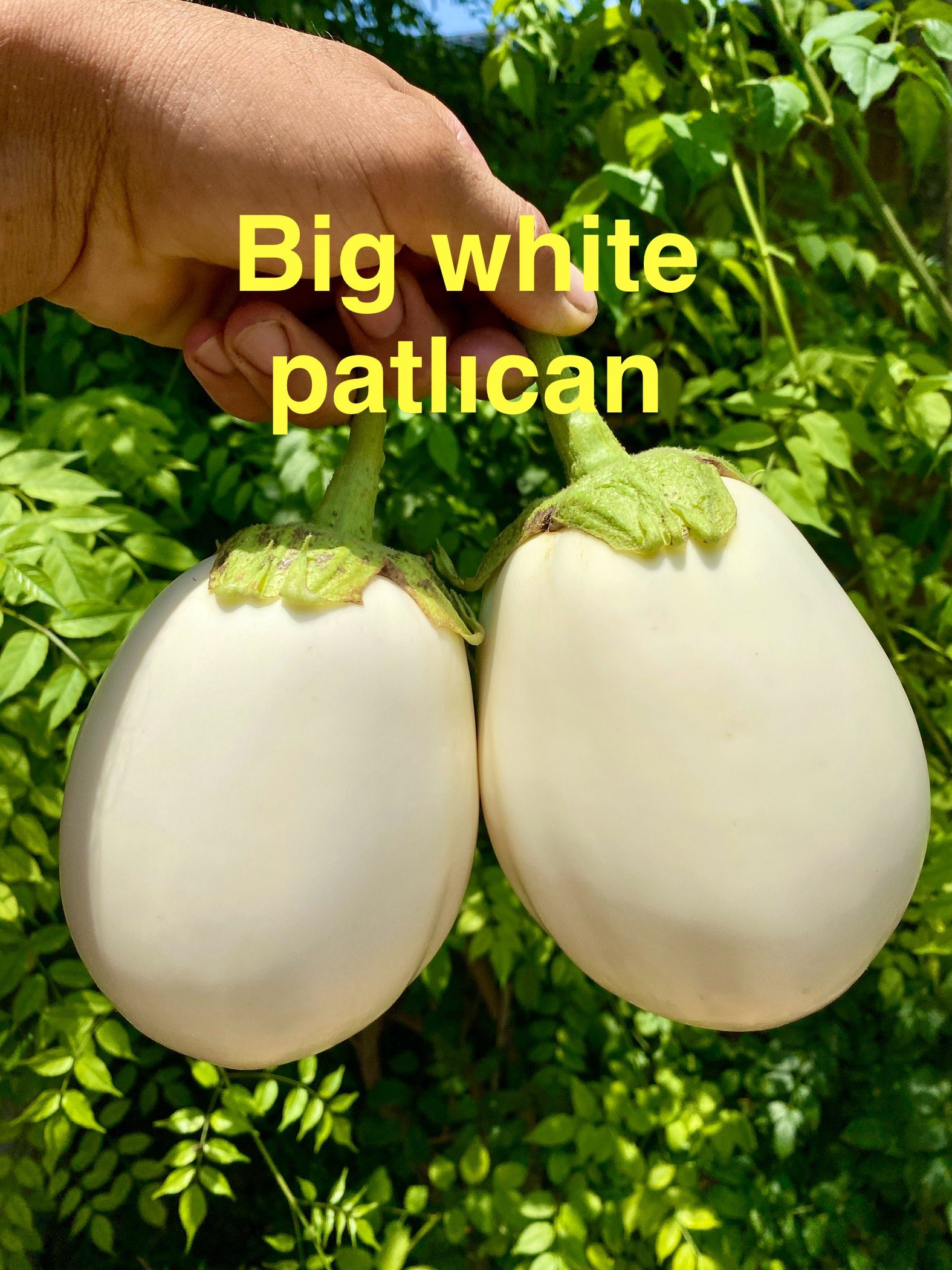 Big white patlıcan