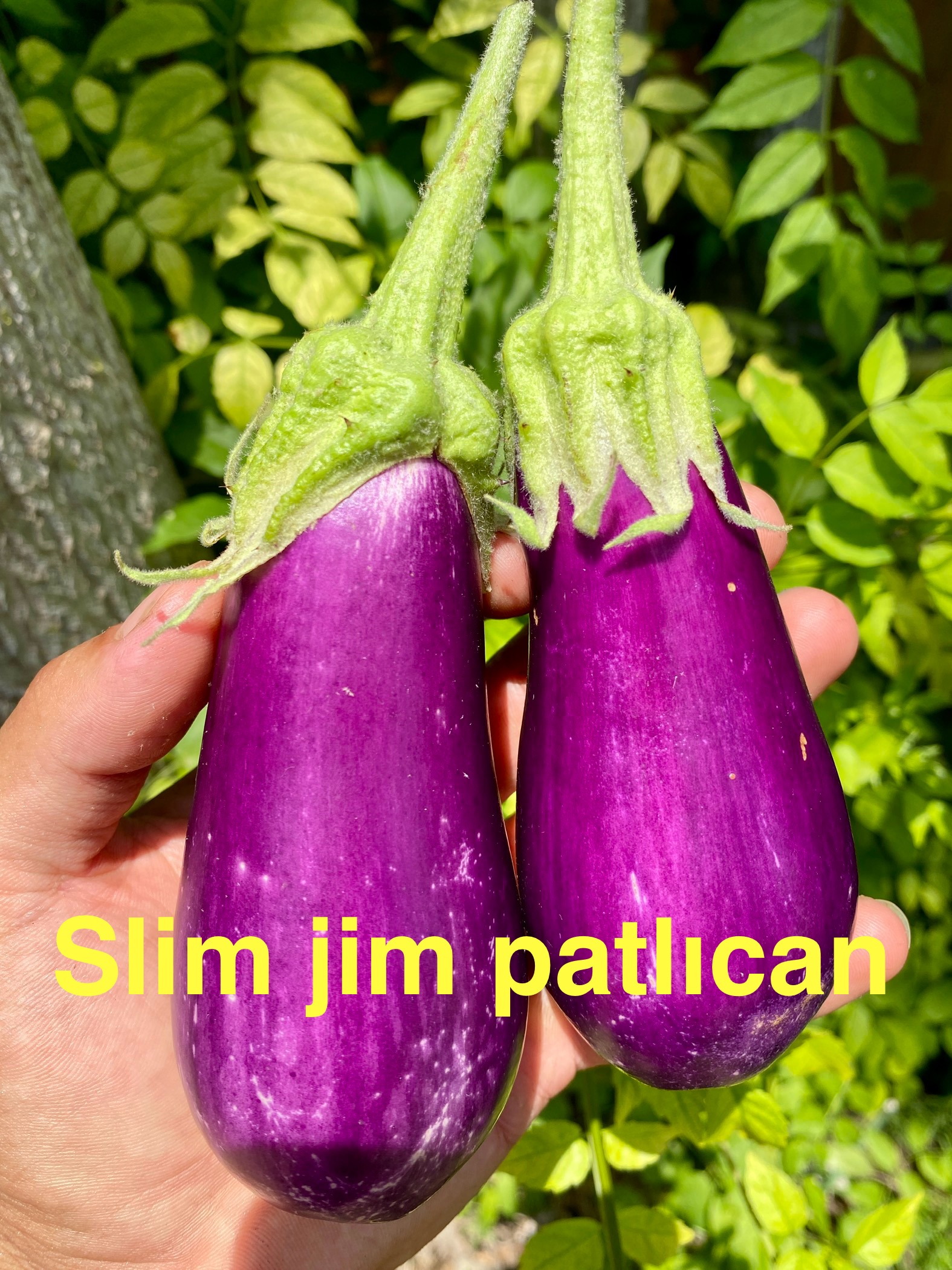 Slim jim patlıcan