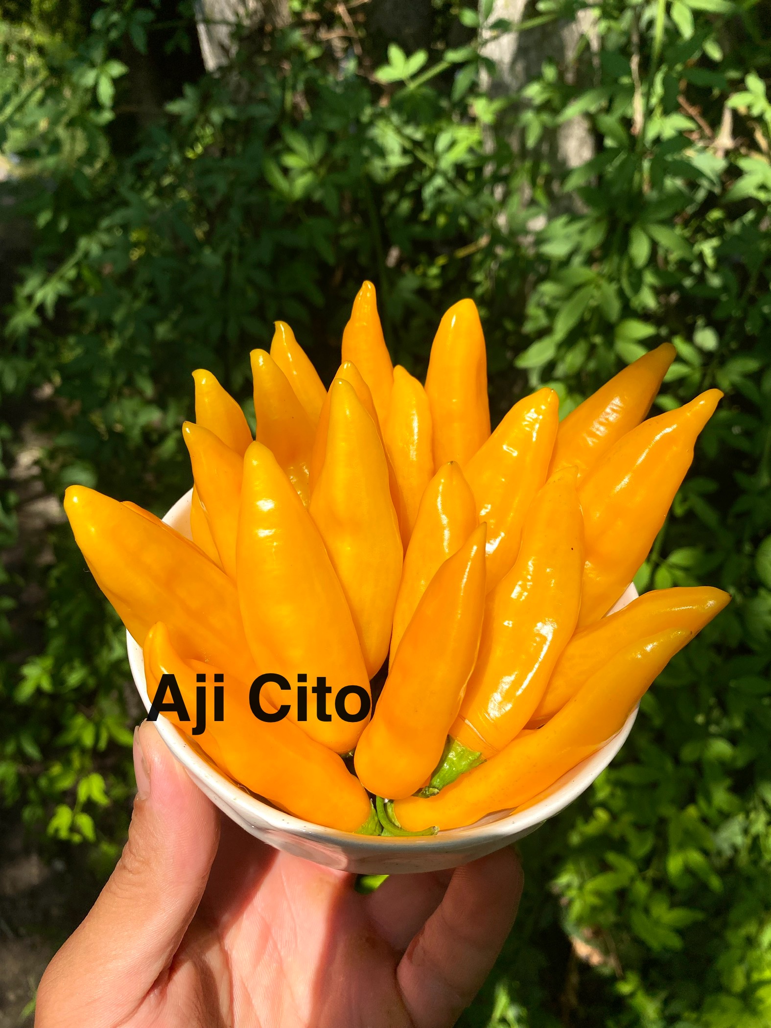 AJİ ÇİTO BİBER 