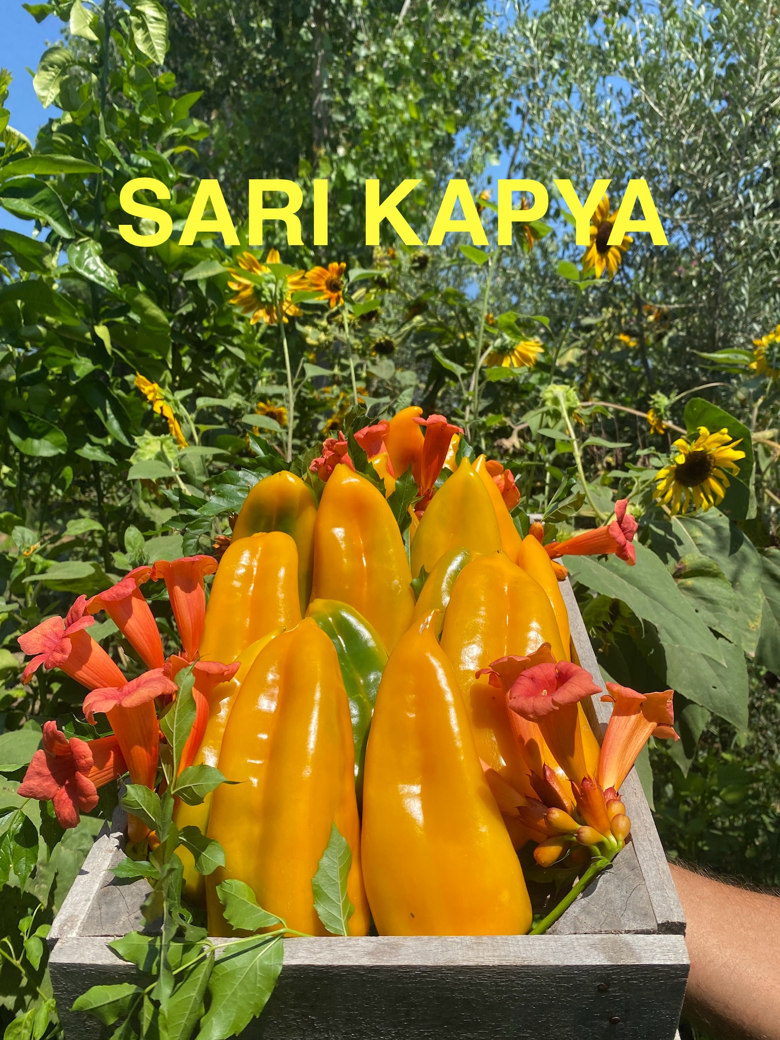 Sarı kapya biber