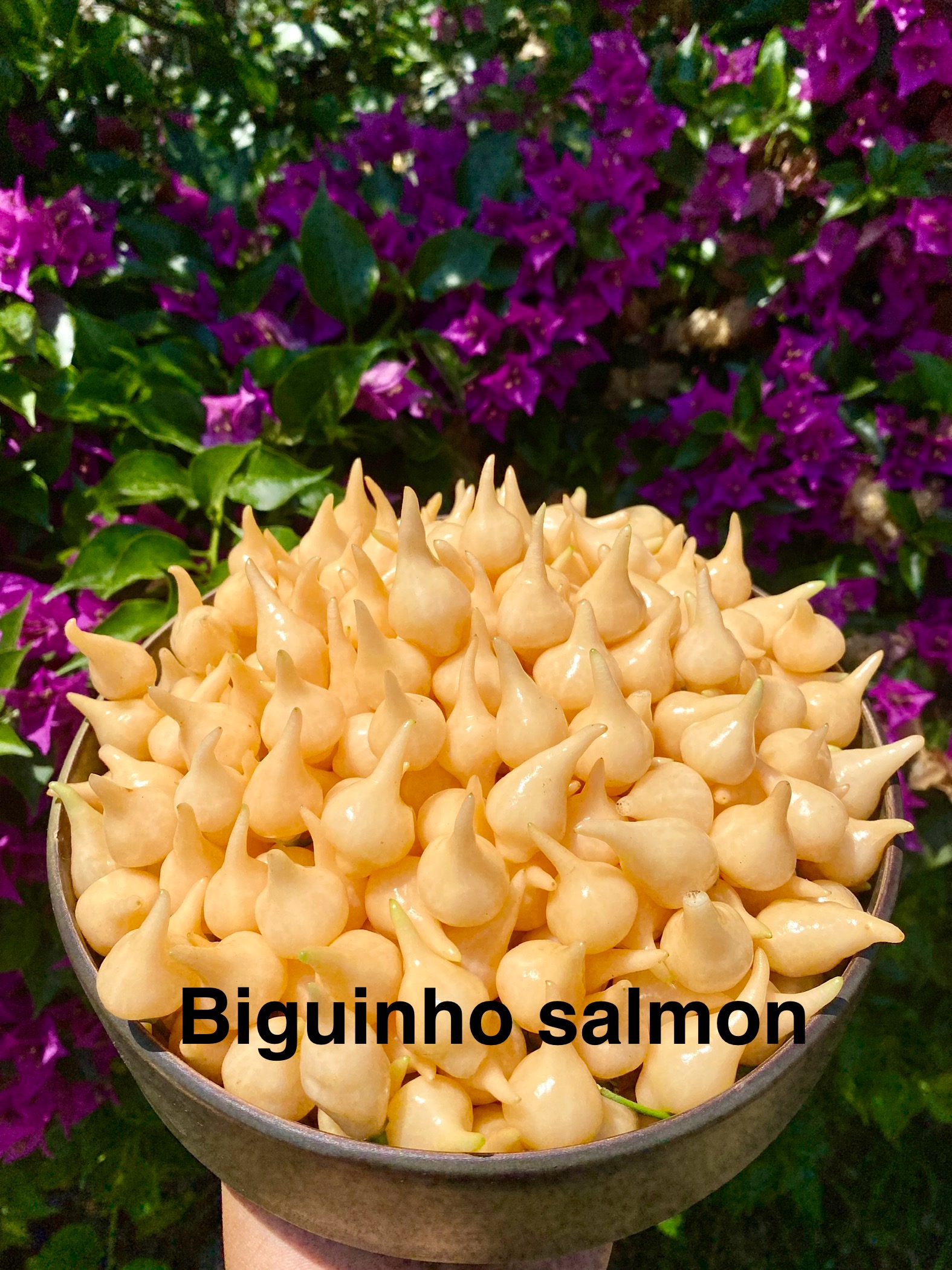 BİQUİNHO SOLMON BİBER 