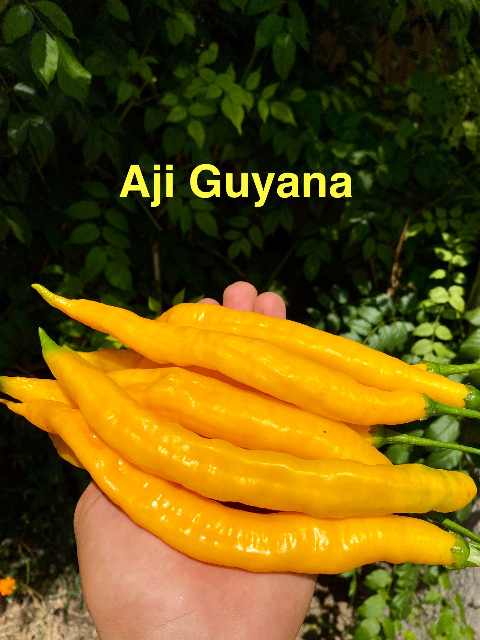 AJİ GUYANA BİBER 