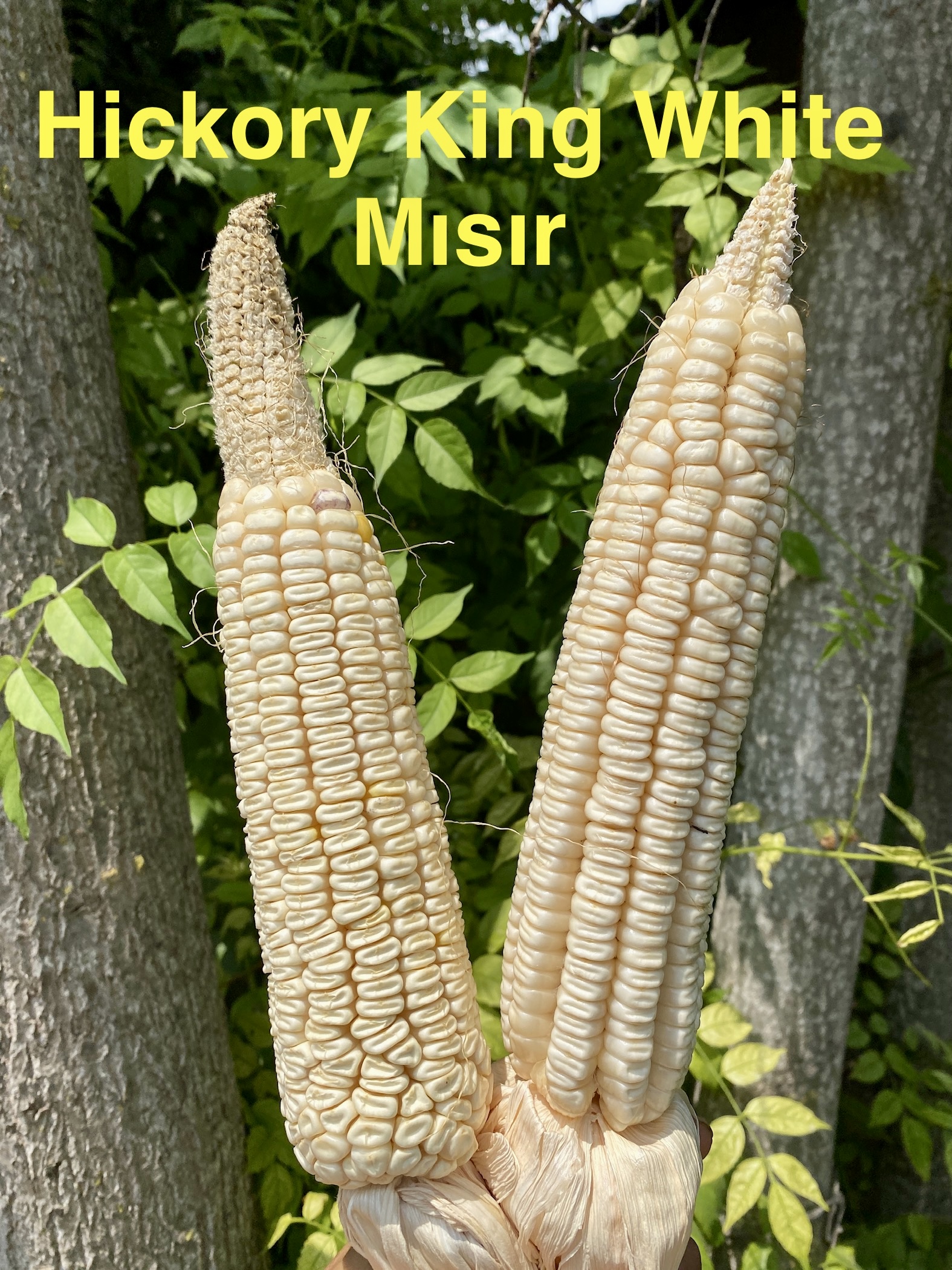 Hickory king white mısır