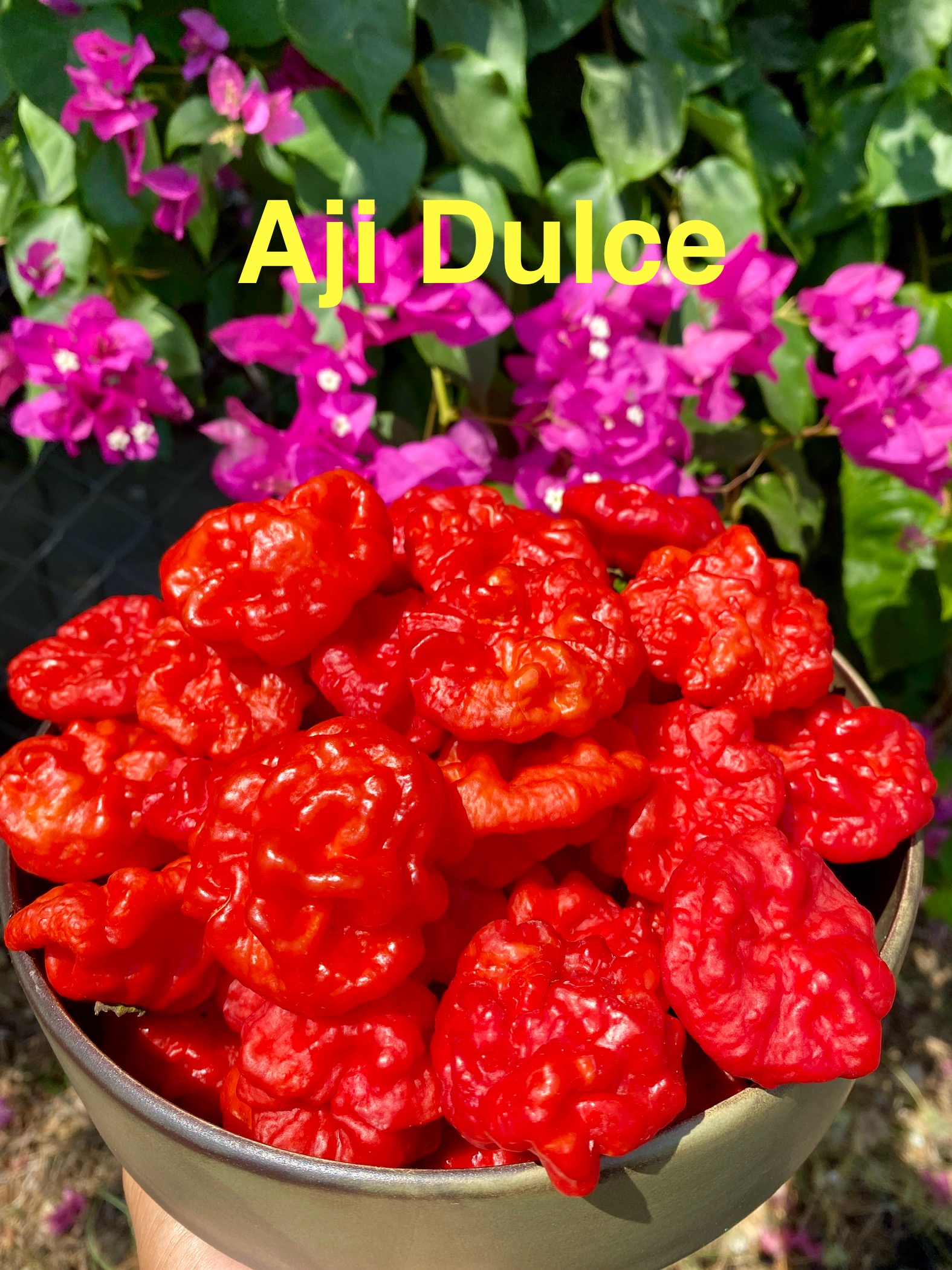 AJİ DULCE BİBER 