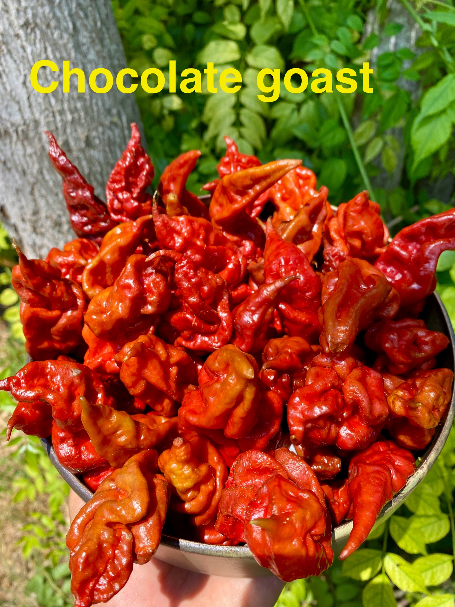 Cohocolates gost biber