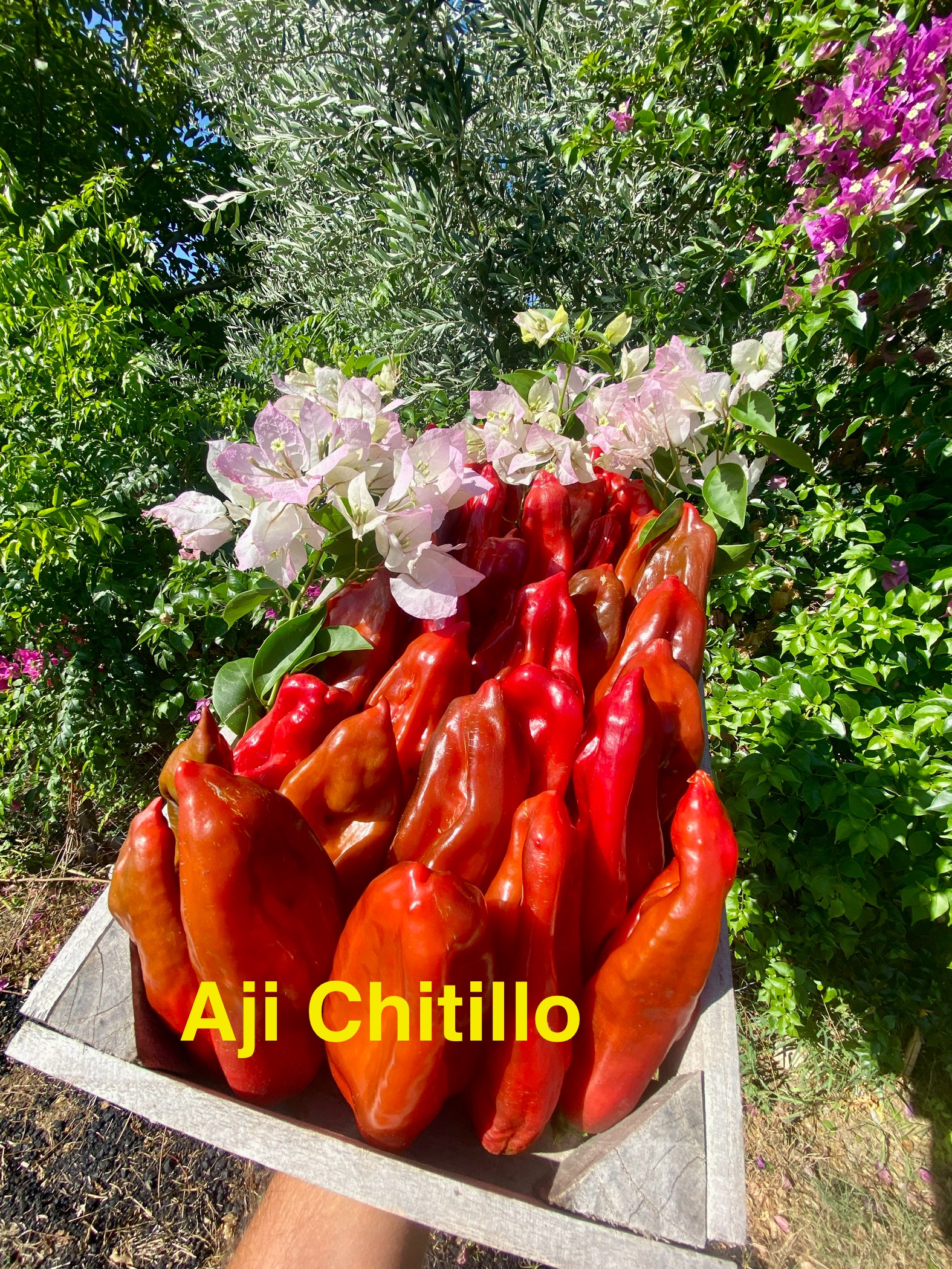 AJİ CHİTİLLO BİBER 